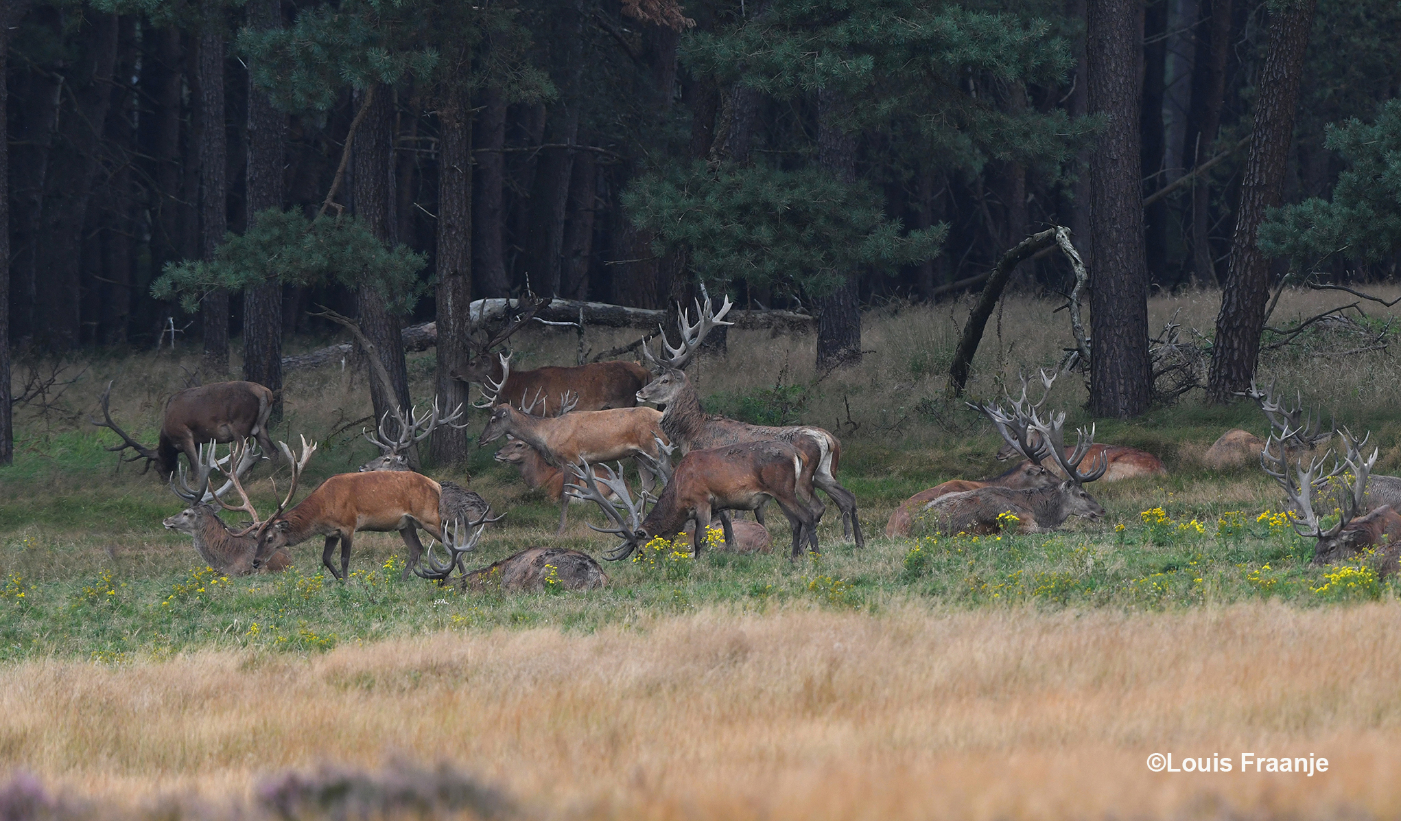 Het blijft een machtig gezicht zo'n groot roedel edelherten bij elkaar - Foto: ©Louis Fraanje