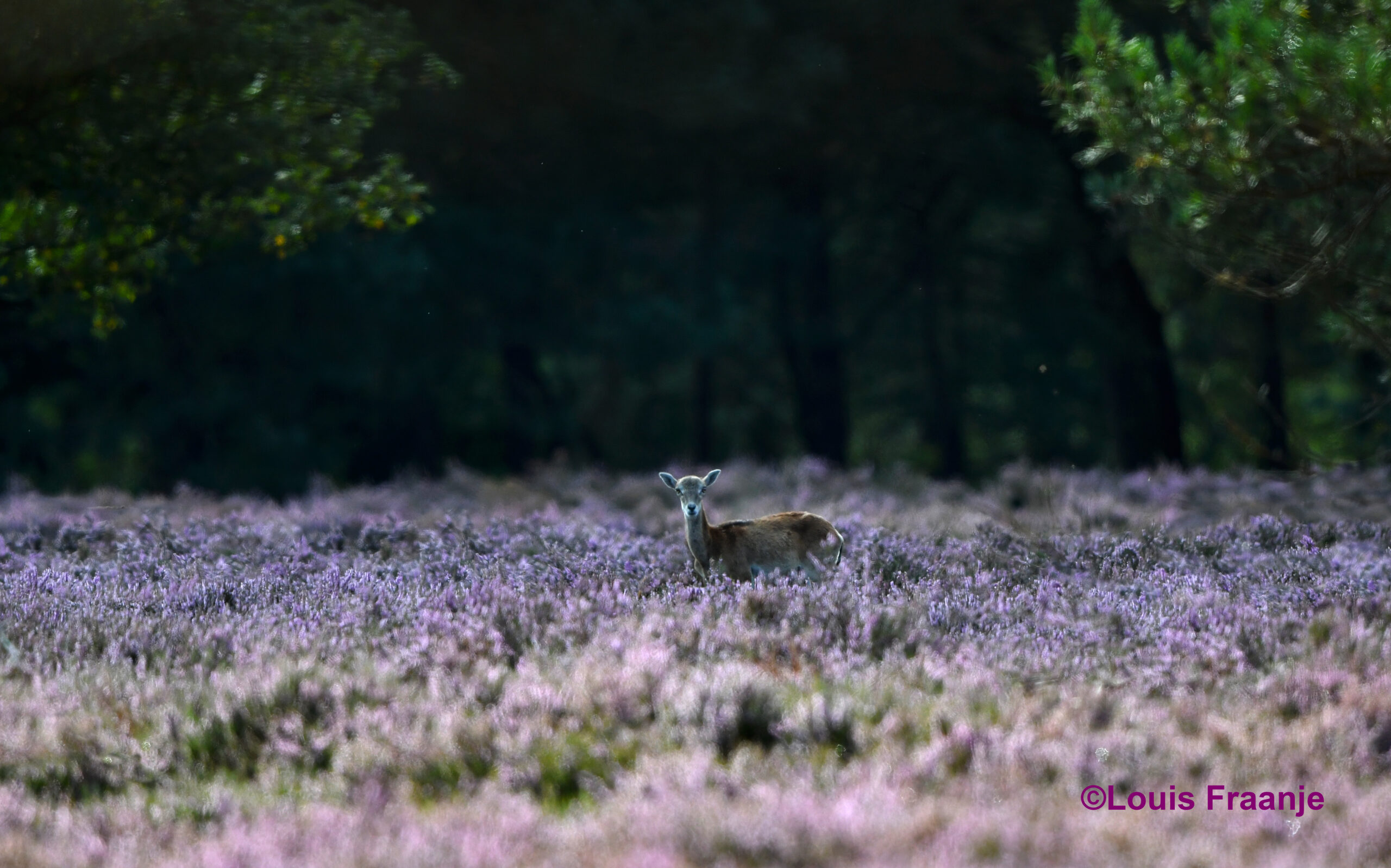 Oog in oog met een ooi in de bloeiende heide – Foto: ©Louis Fraanje