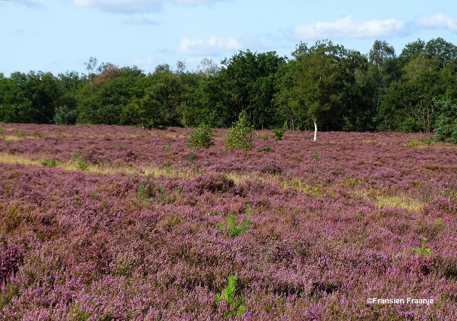 En dan met de naduk op 'ruimschoots' dat moge duidelijk zijn - Foto: ©Fransien Fraanje