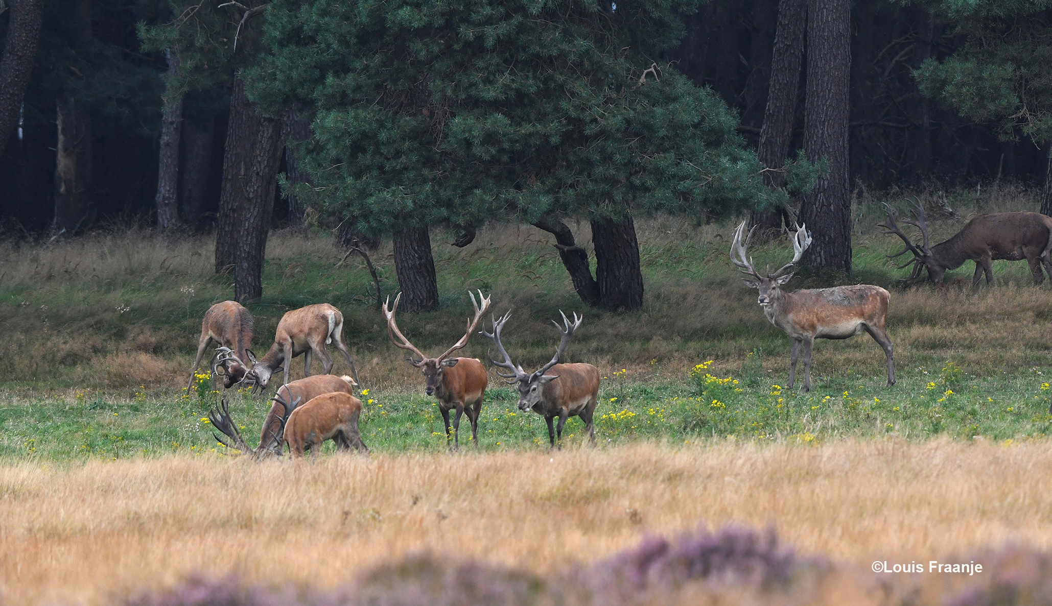 En... er zitten flinke grote geweidragers tussen - Foto: ©Louis Fraanje