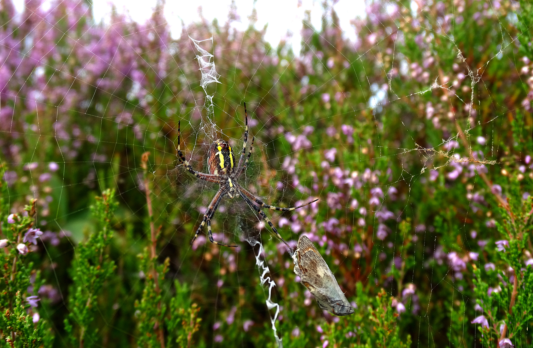 De tijgerspin heeft net een vlindertje gepakt en ingepakt in de heide - Foto: ©Fransien Fraanje