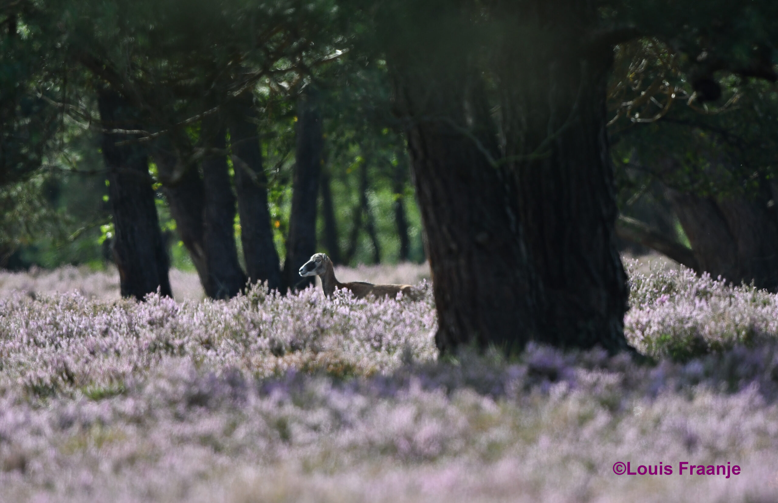 Even later zien we er nog entje uit het bos komen – Foto: ©Louis Fraanje