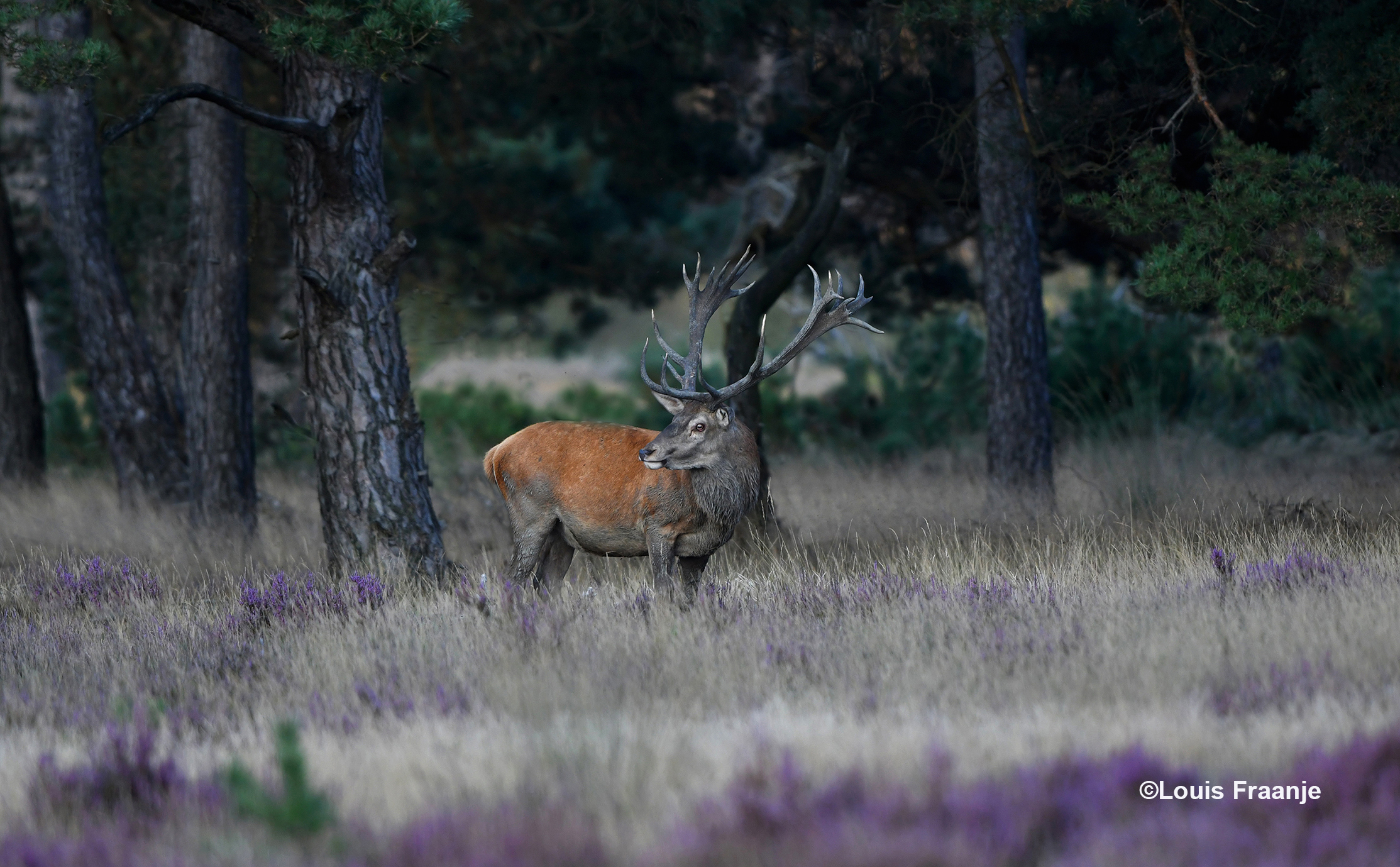 Staande aan de bosrand kan hij het veld goed overzien - Foto: ©Louis Fraanje