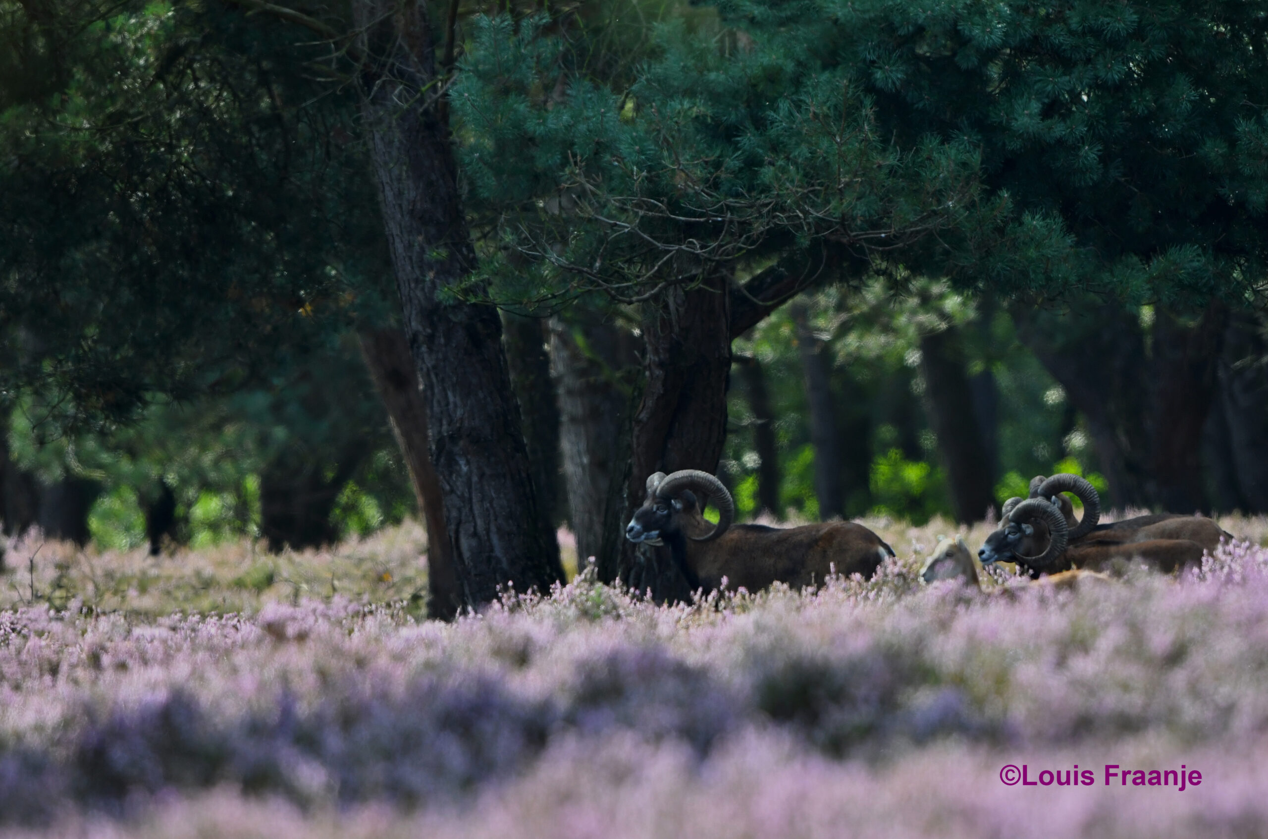 Onder de bomen staan nog enkele rammen te wachten – Foto: ©Louis Fraanje