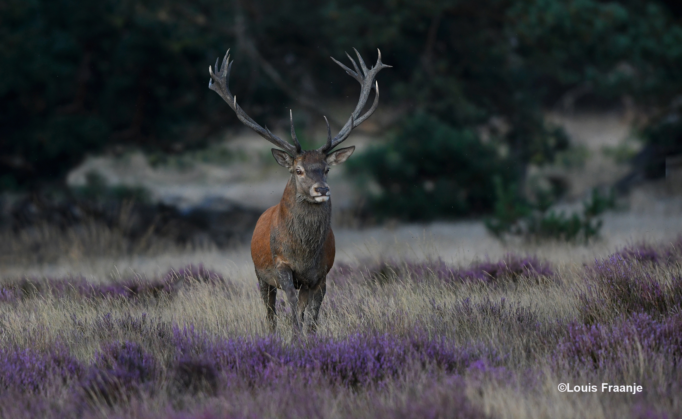 De stoere jongen als een koning van de Veluwe - Foto: ©Louis Fraanje