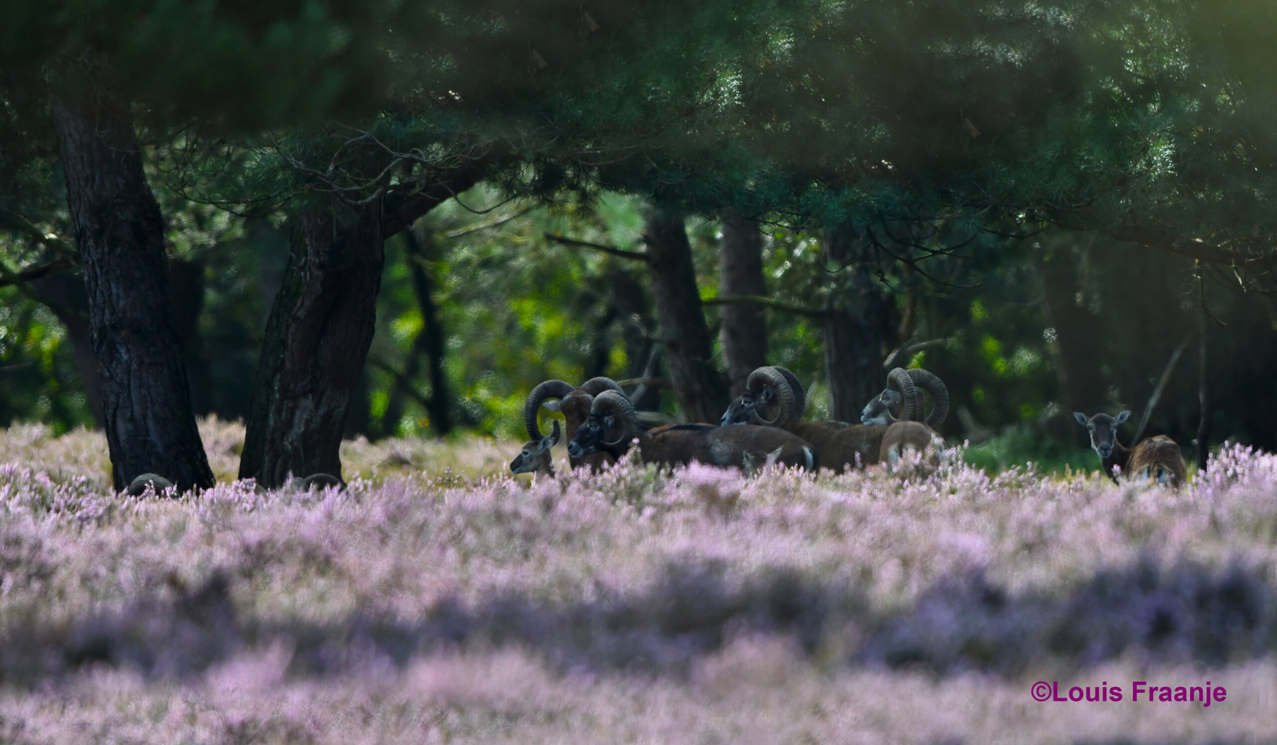 Er staat zelfs een hele kudde in de schaduw van het bos – Foto: ©Louis Fraanje