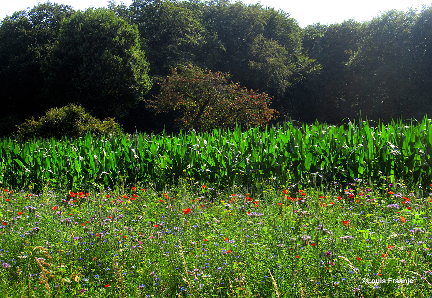 Onderlangs de Grebbeberg op de Cuneraweg, genieten we van de kleurrijke wild bloemen en de mais - Foto: ©Louis Fraanje