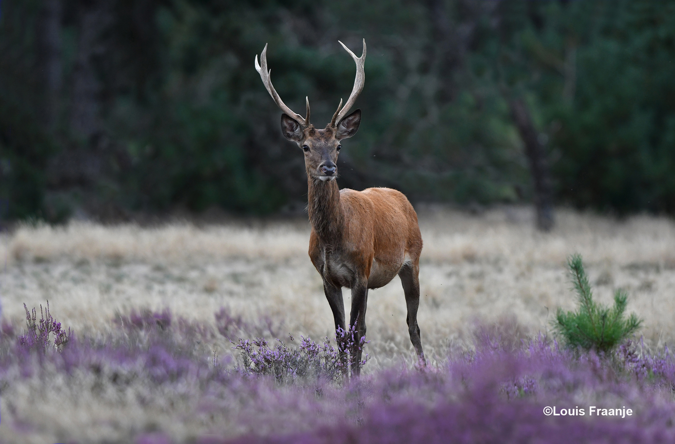 Dit hele jonge hert een 8-ender, kwam heel dichtbij, maar maakt nog geen indruk - Foto: ©Louis Fraanje