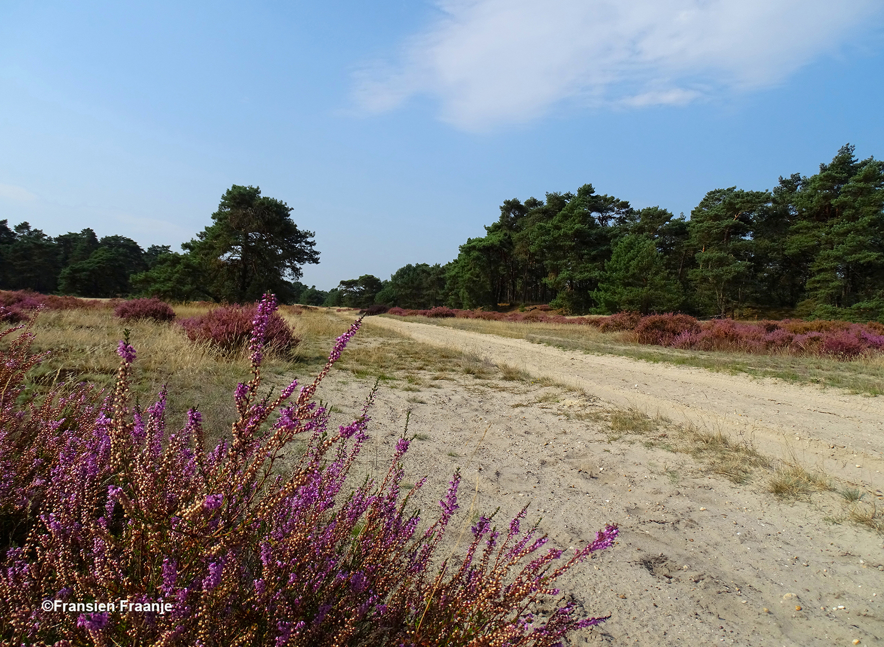 Heidebloei langs een oude zandweg - Foto: ©Fransien Fraanje