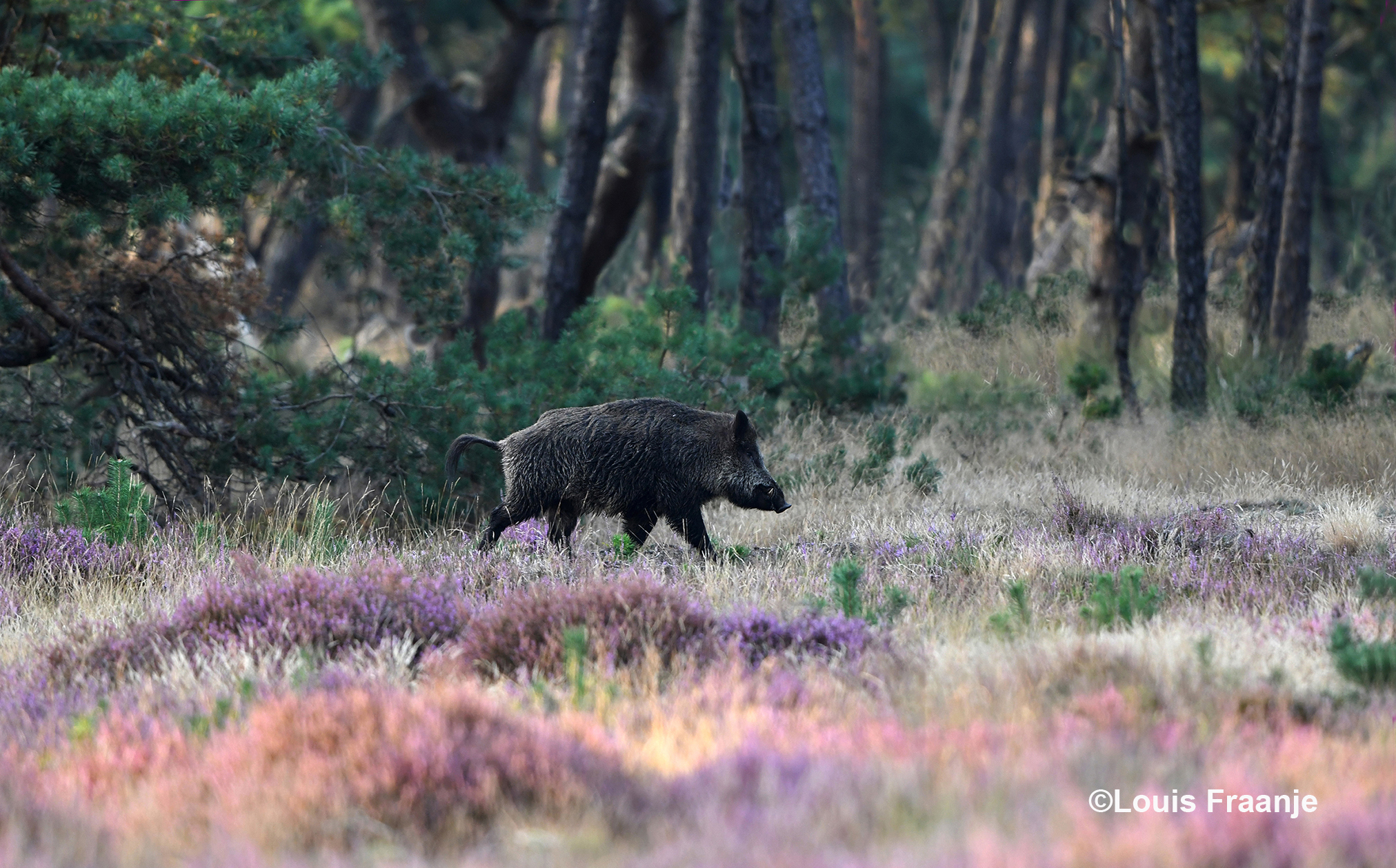 Ondertussen verscheen er een flinke keiler - Foto: ©Louis Fraanje