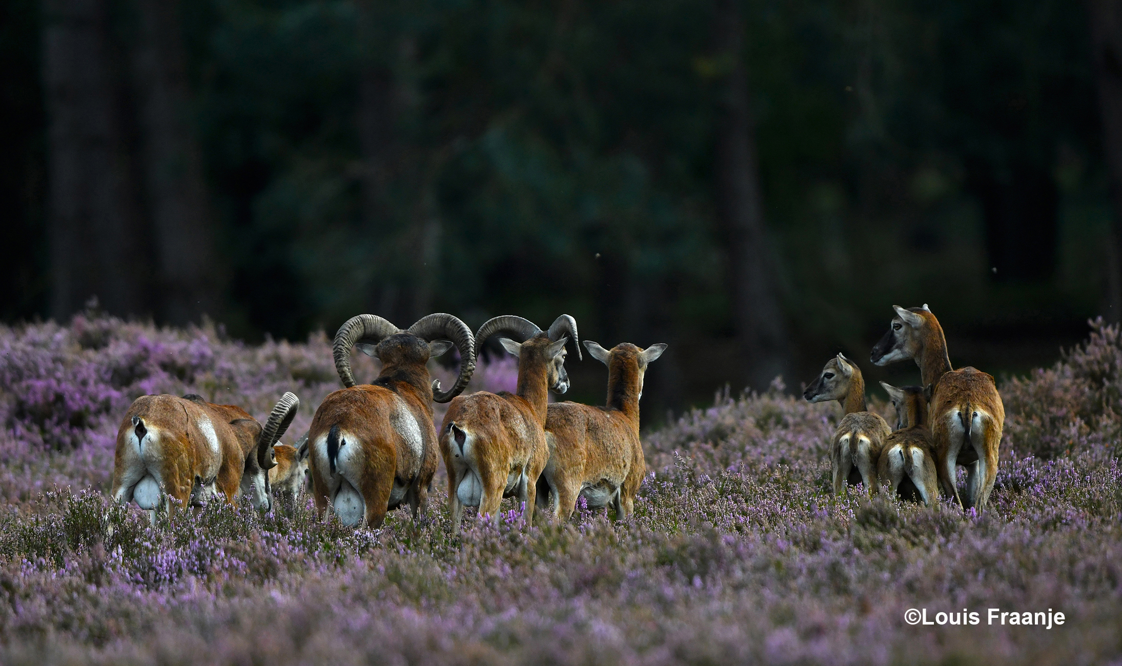 Op de uitkijk, als de kudde langs komt lopen - Foto: ©Louis Fraanje