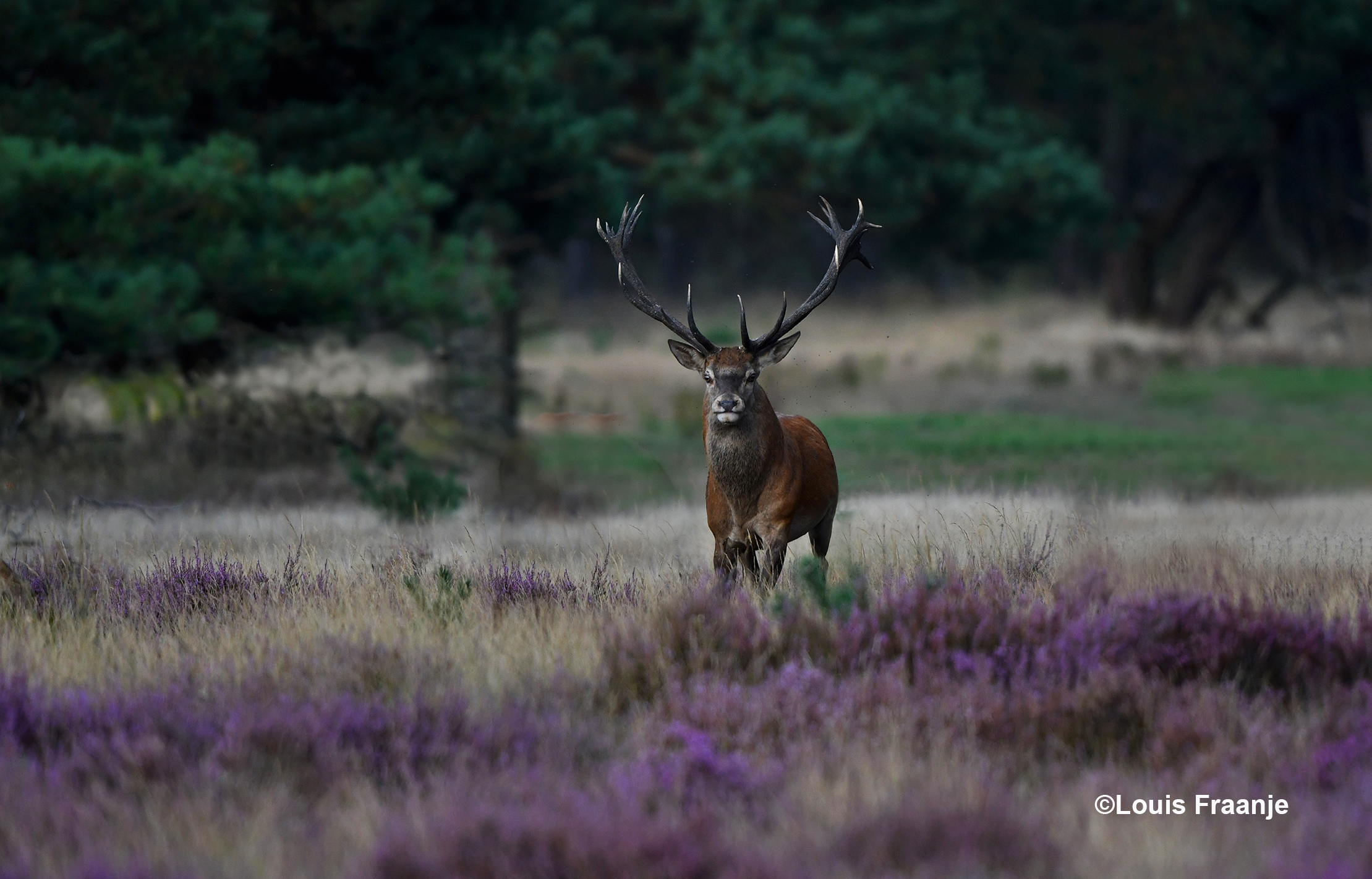 De zware jongen komt nog even volop in beeld - Foto: ©Louis Fraanje