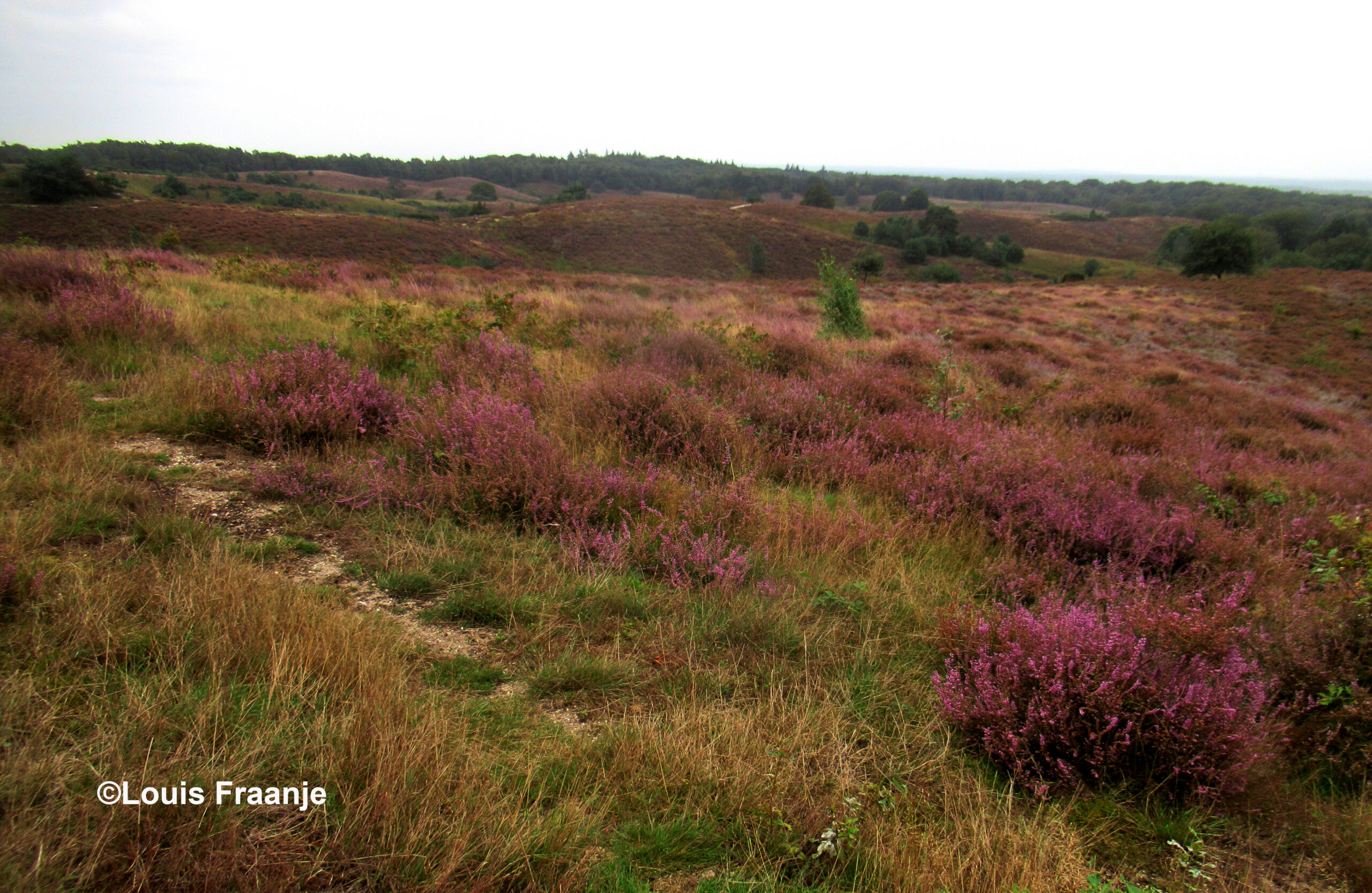 De heidebloei is ook hier op zijn retour – Foto: ©Louis Fraanje