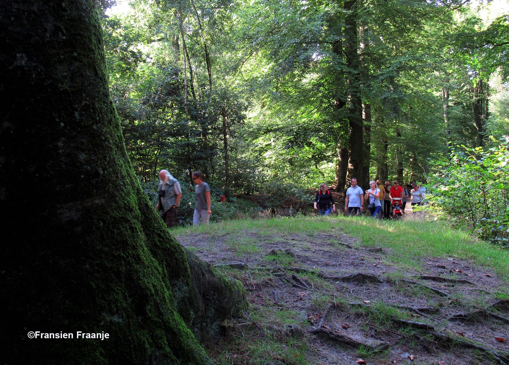 En dan wandelt de groep verder onder de oude bomen en langs de sprengenbeek weer terug naar het beginpunt van de wandeling - -Foto: ©Fransien Fraanje 