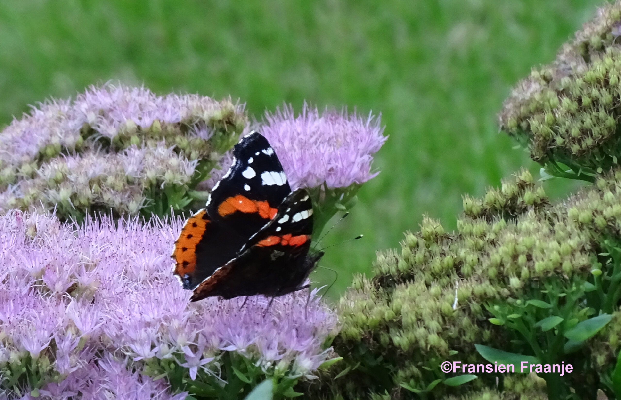 Maar ze moet natuurlijk wel haar kostje bij elkaar scharrelen - Foto: ©Fransien Fraanje