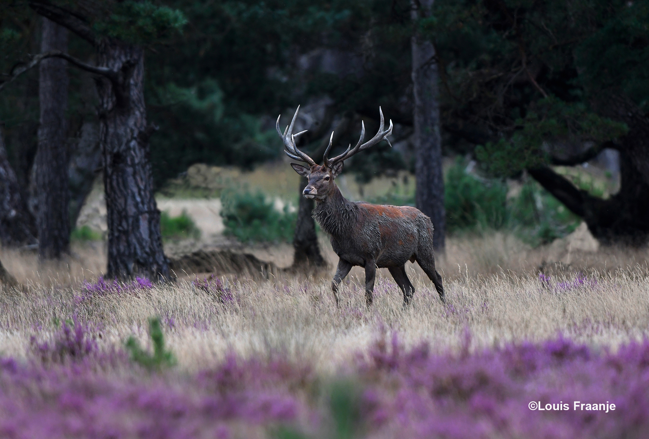 Niet lang daarna kwam deze flinke jongen tevoorschijn - Foto: ©Louis Fraanje