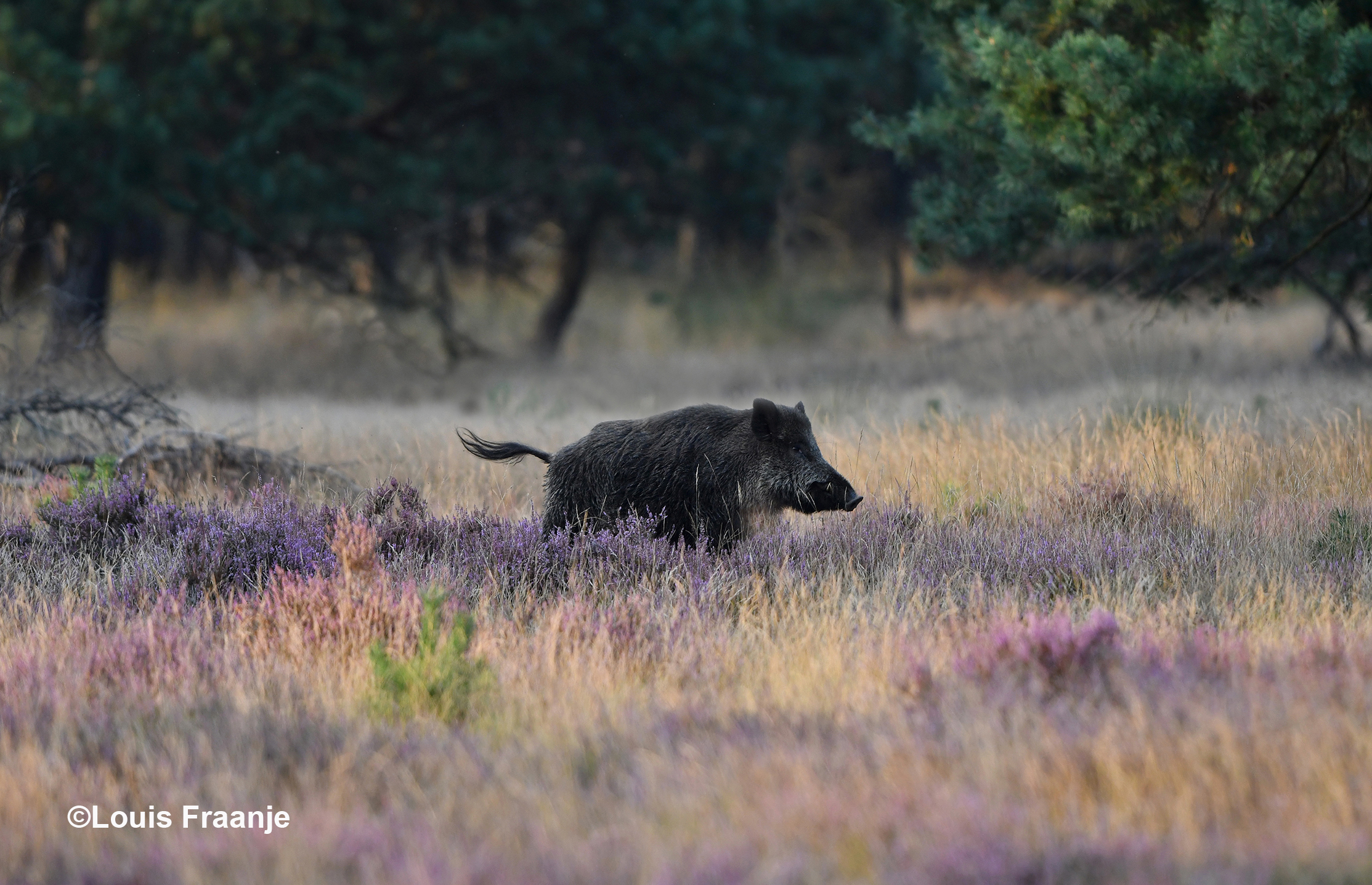 De keiler scharrelde wat heen en weer in het open veld - Foto: ©Louis Fraanje