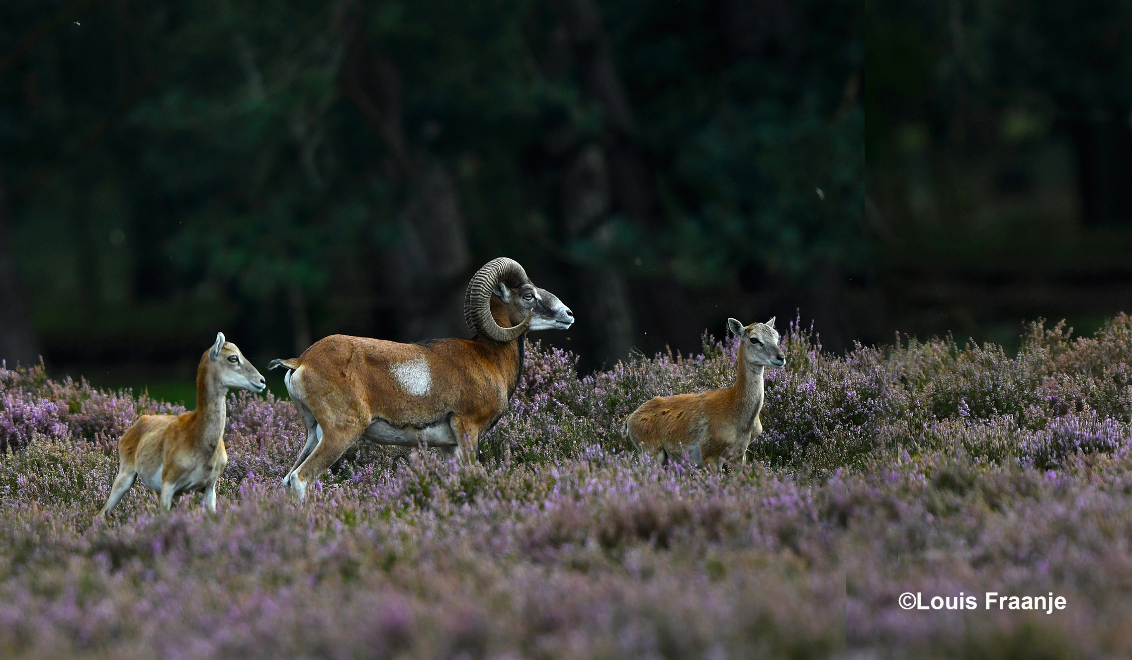 Zou er dan toch iets aan de hand zijn? - Foto: ©Louis Fraanje