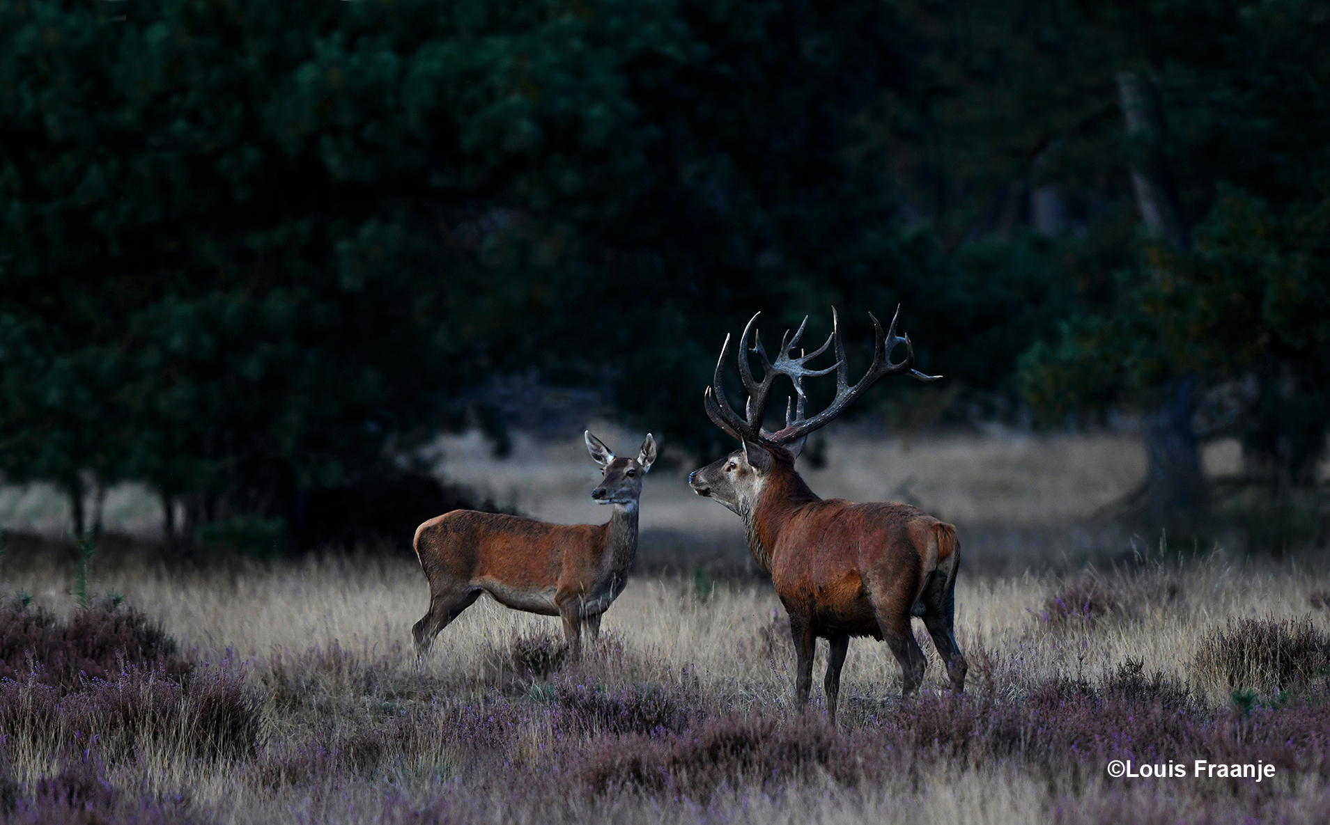 Het plaatshert staat heel triomfantelijk tegenover een hinde - Foto: ©Louis Fraanje