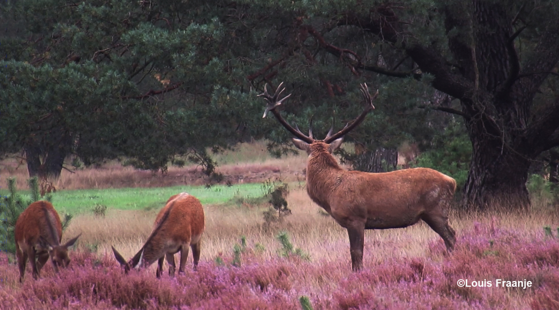 Tenslotte bij de Wildbaanweg op de Hoge Veluwe een glimp opgevangen van de edelherten - Foto: ©Louis Fraanje