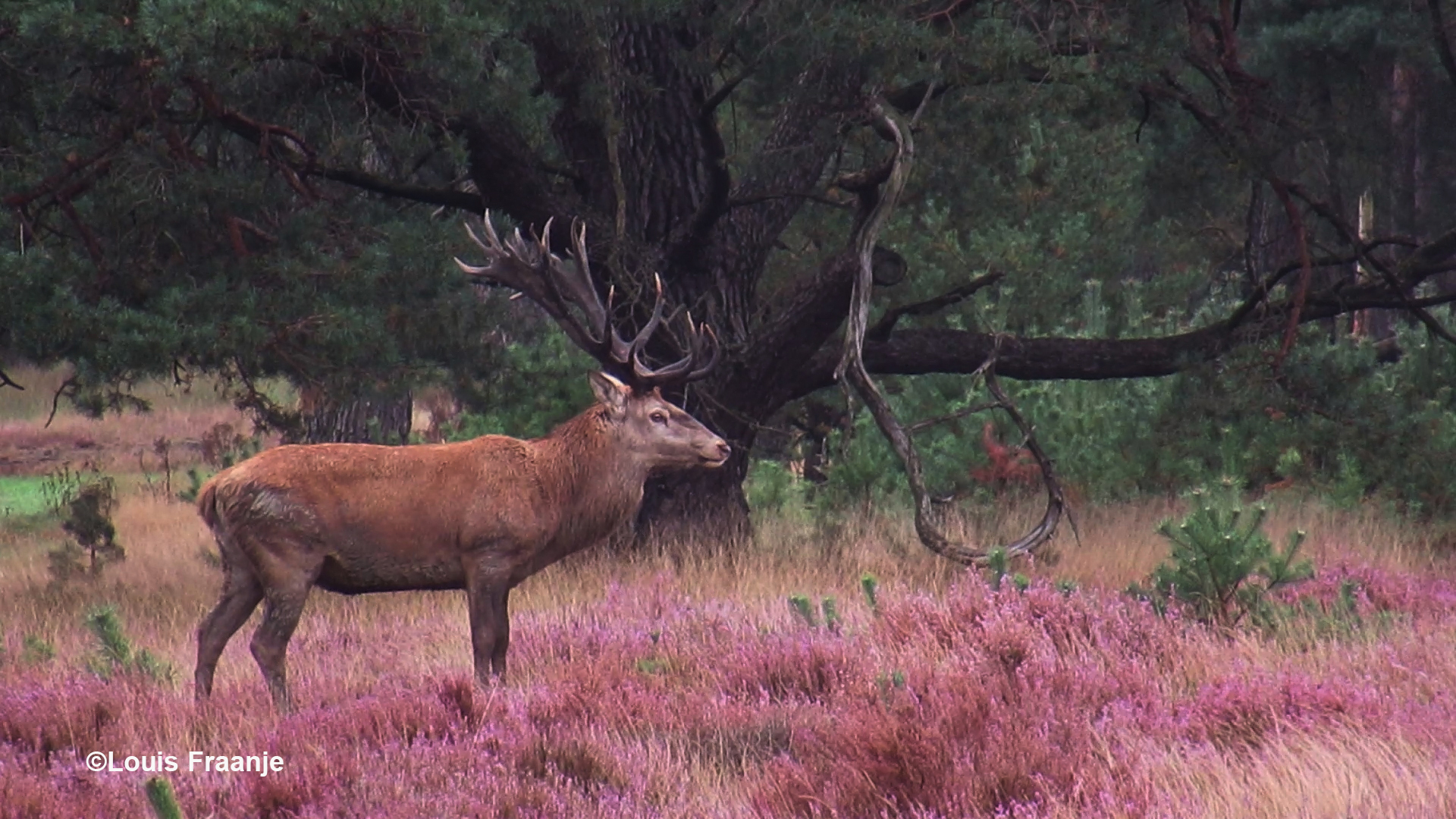 De schitterende ongelijke 26-ender in de heide - Foto: ©Louis Fraanje