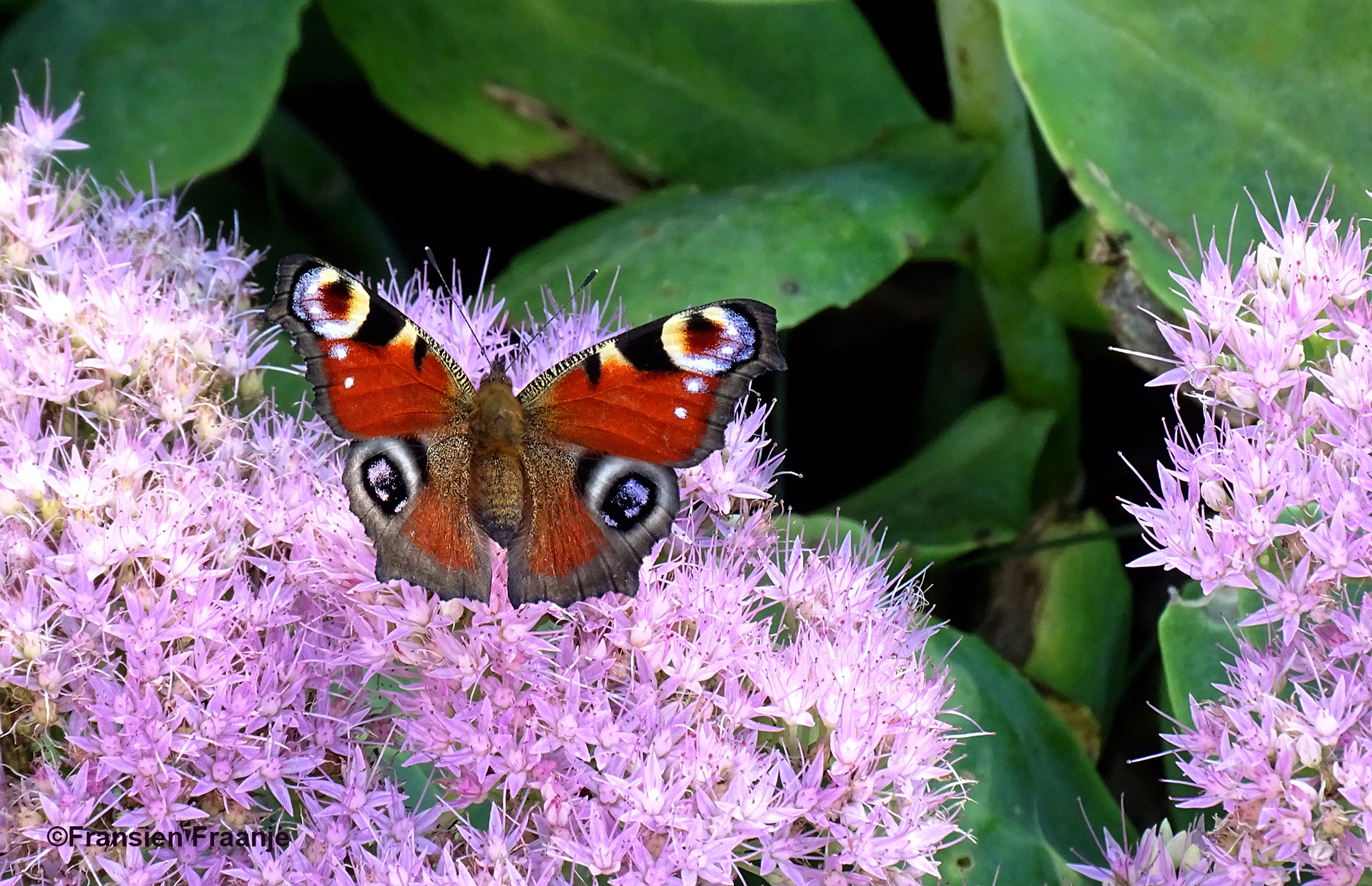 Een van de kleurrijkste vlinders is wel de dagpauwoog - Foto: ©Fransien Fraanje