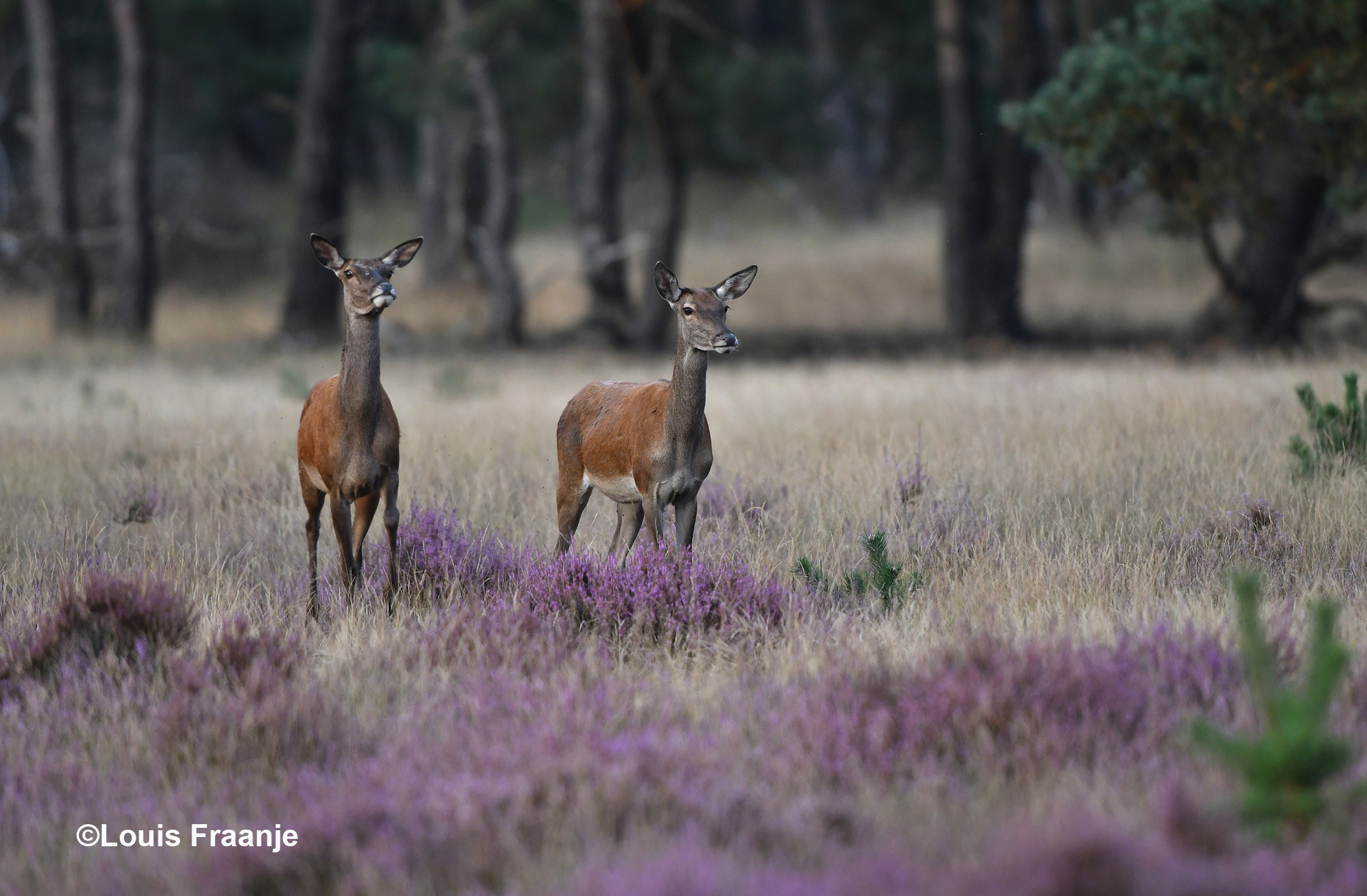 Later op de avond verschenen er enkele hindes op het toneel - Foto: ©Louis Fraanje