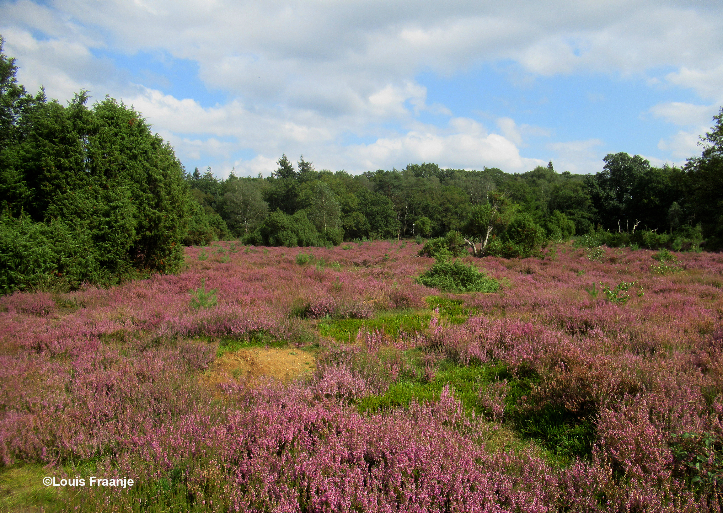 In de omgeving van de Stakenberg vinden we de groene Kraaiheide tussen het paars - Foto: ©Louis Fraanje