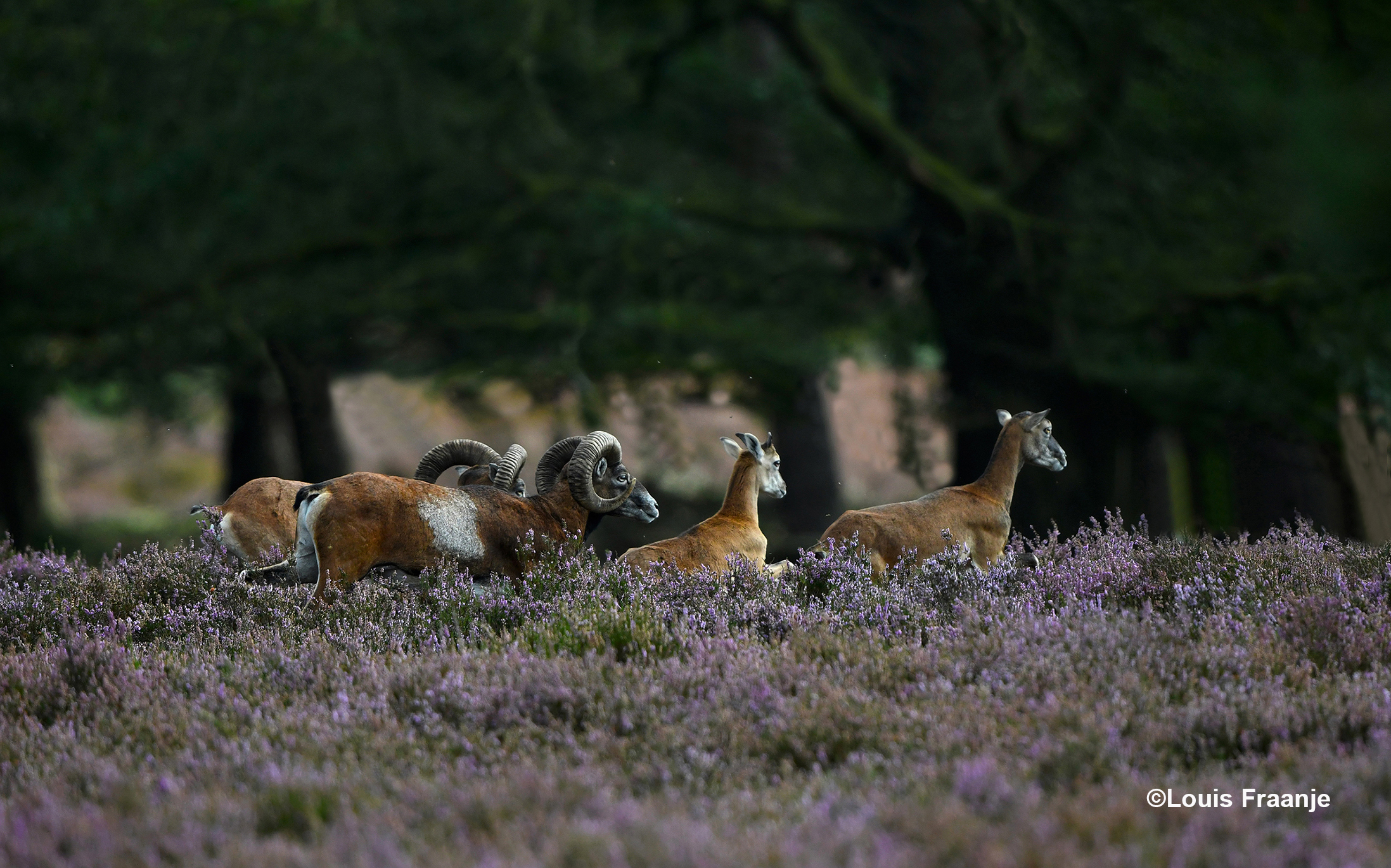 Tja... wegwezen voordat je te grazen wordt genomen - Foto: ©Louis Fraanje