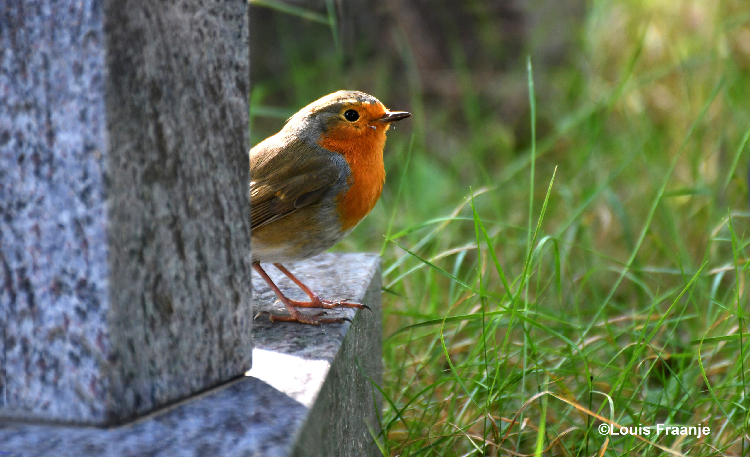 Van achter de grafsteen keek het vogeltje nieuwsgierig in onze richting – Foto: ©Louis Fraanje