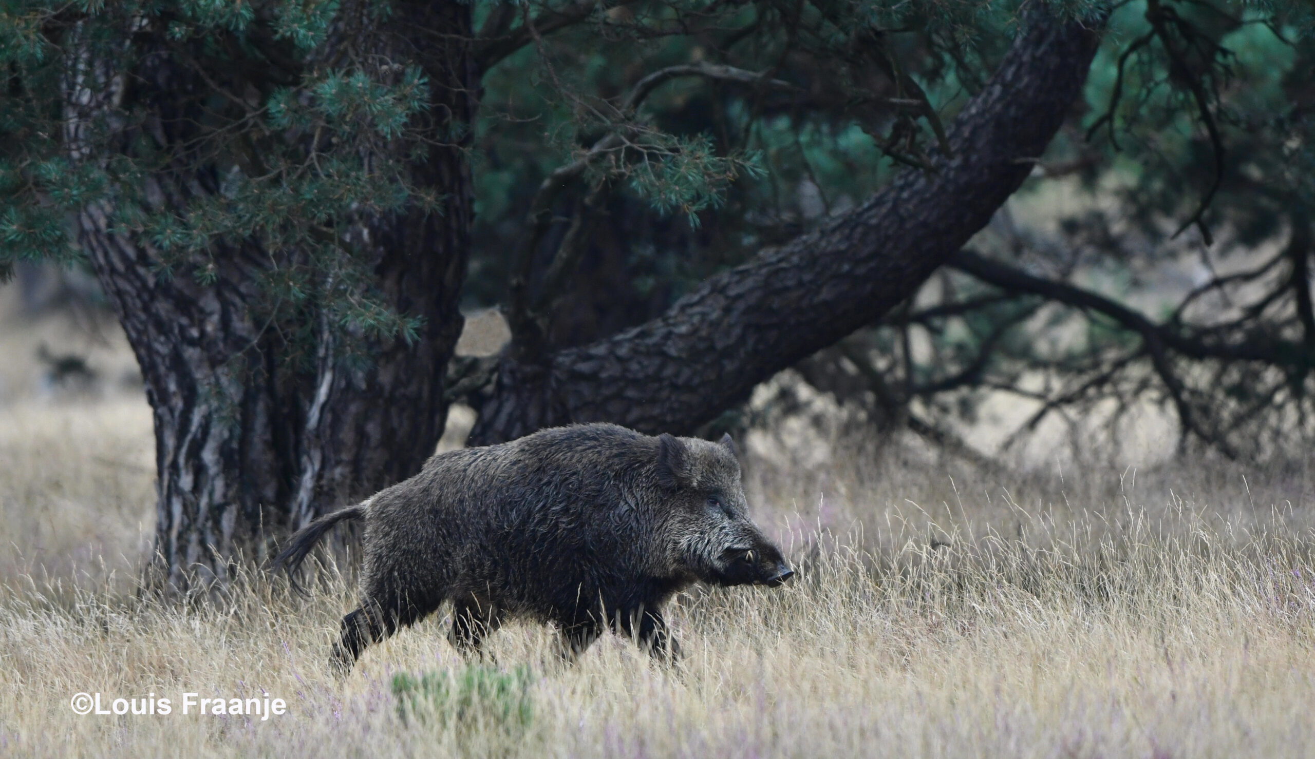 Als hij er vandoor gaat zijn de houwers goed zichtbaar - Foto: ©Louis Fraanje