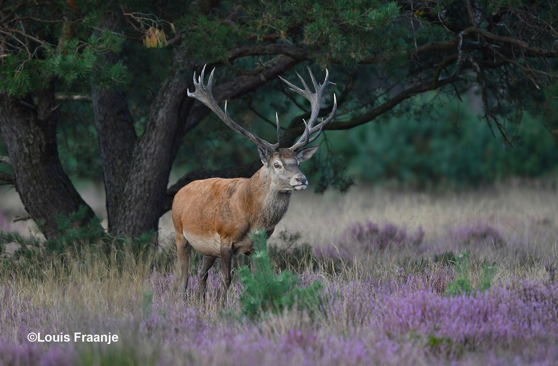 Daarna verscheen de ons zo bekende ongelijke 26-ender - Foto: ©Louis Fraanje