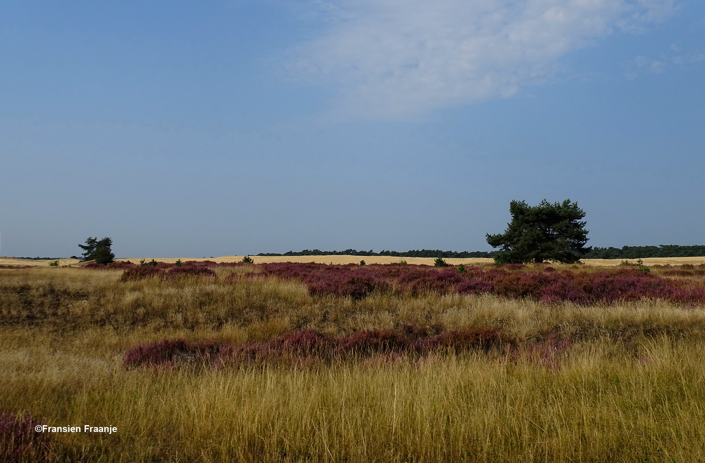 Het bekende beeld van de Veluwe, heide, stuifzand en dennen - Foto: ©Fransien Fraanje