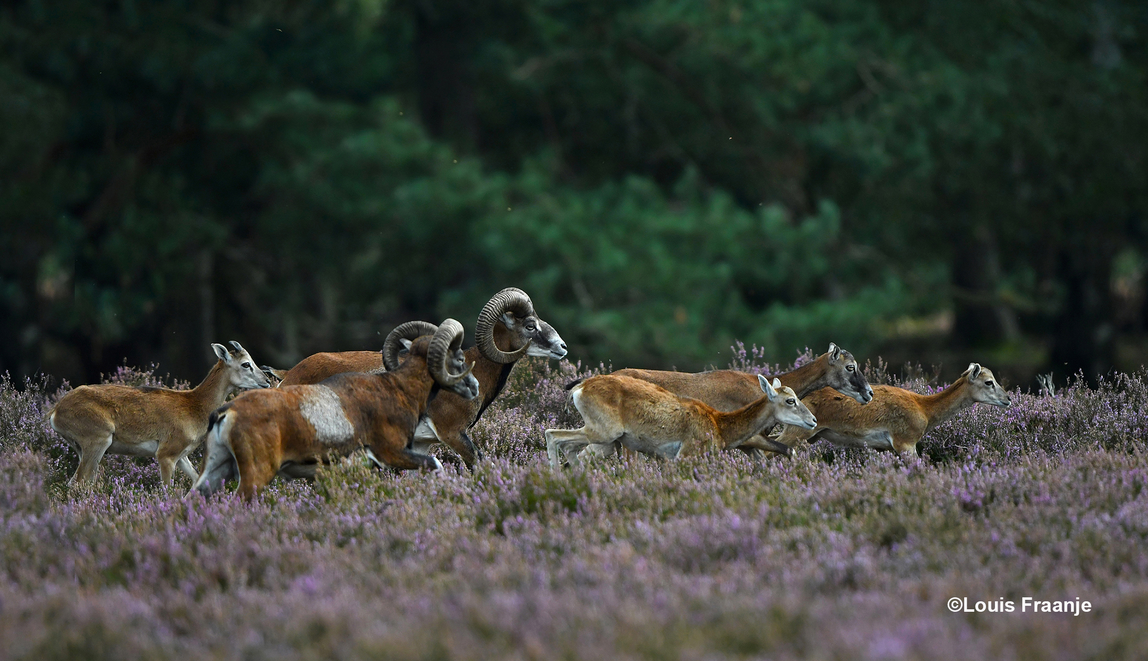 Dan davert de kudde door de bloeiende heide - Foto: ©Louis Fraanje