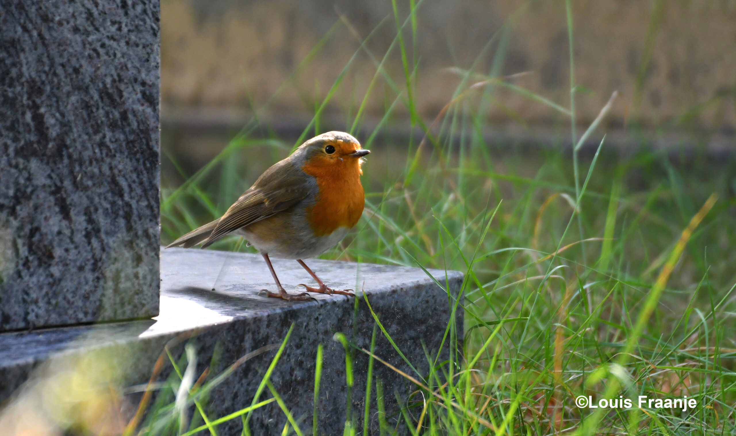 En bleef daarna onverschrokken naar mij zitten kijken – Foto: ©Louis Fraanje