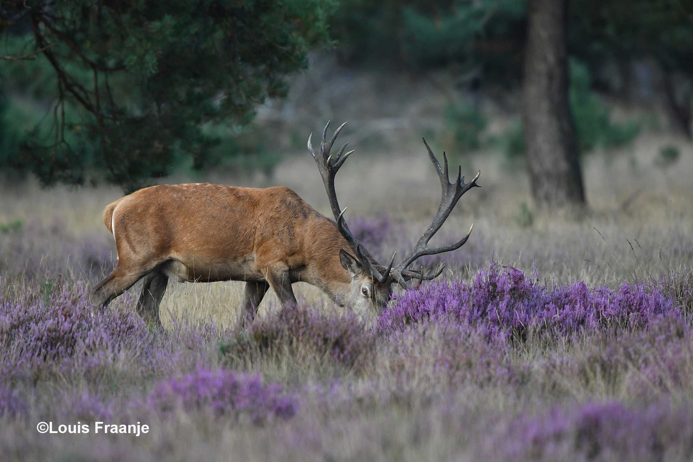 Wat een prachtig gezicht dit grote hert in de bloeiende heide - Foto: ©Louis Fraanje