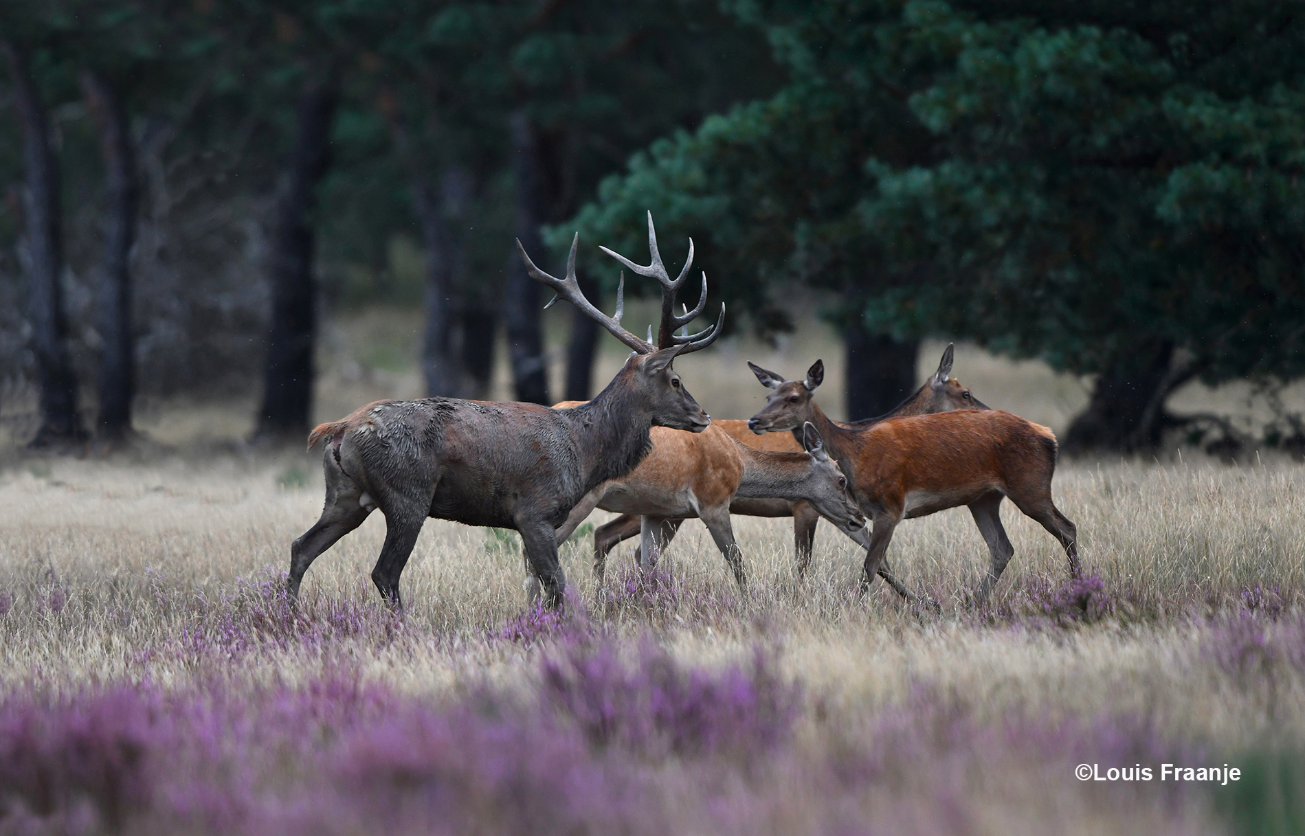 Een hinde kijkt wel even op, maar lijkt verder niet erg onder de indruk - Foto: ©Louis Fraanje