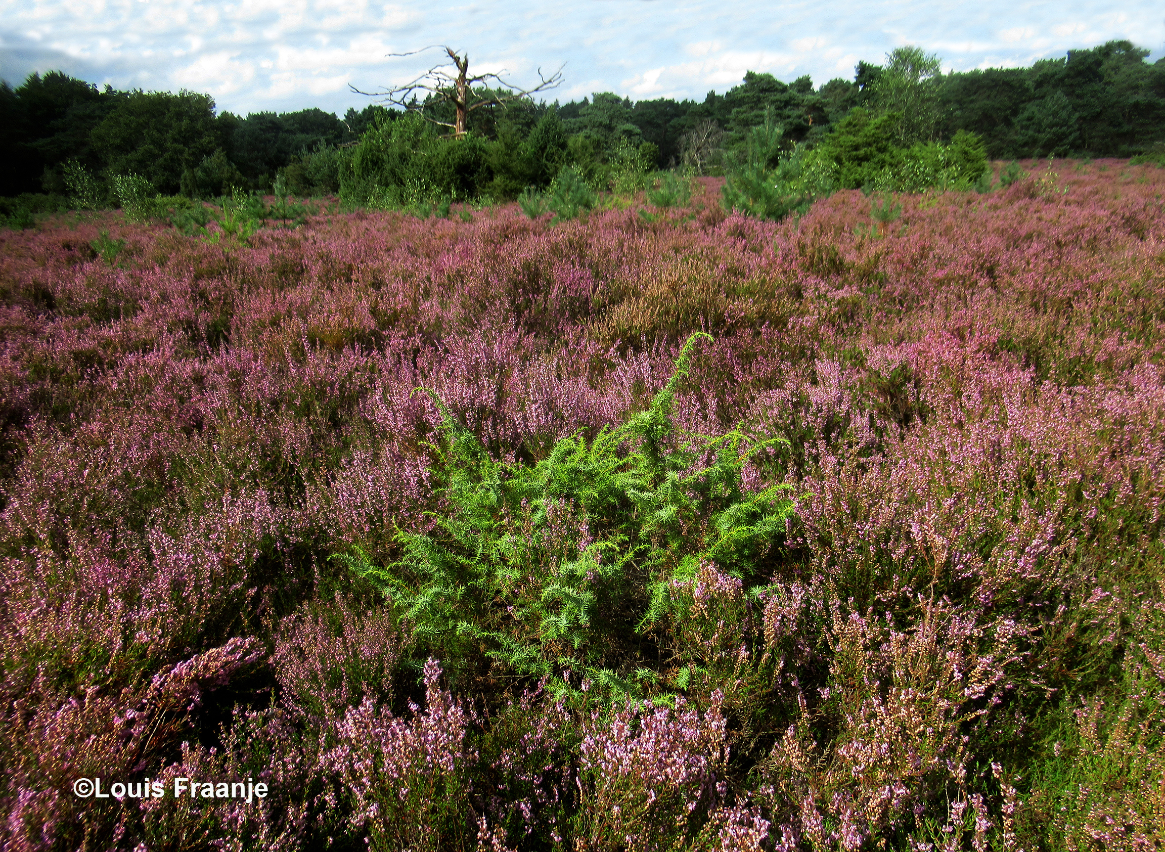 Tussen de paarse Struikheide ontdekken we een beginneling van de Jeneverbes - Foto: ©Louis Fraanje