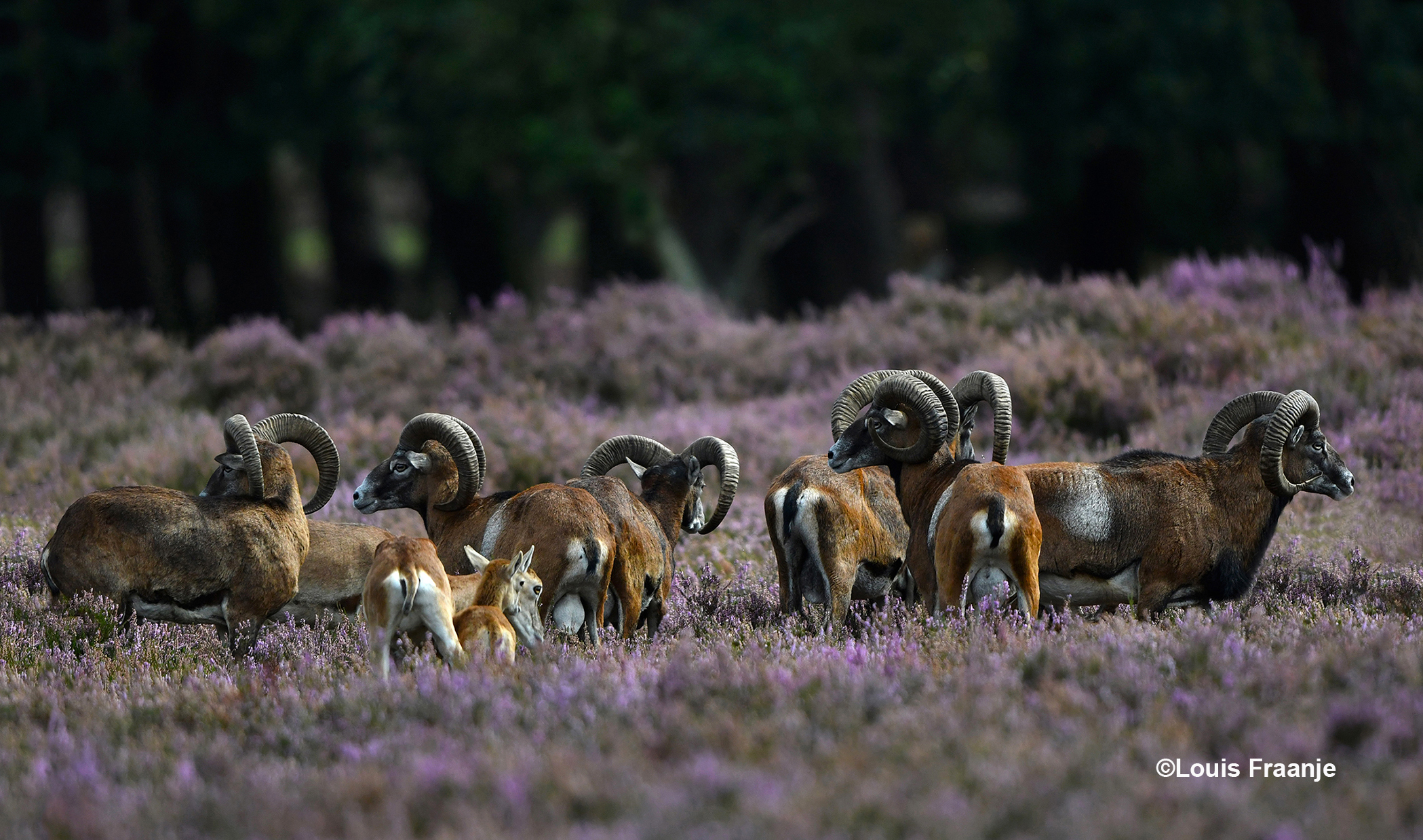 Zo... nu eerst maar weer eens om je heen kijken of er gevaar is - Foto: ©Louis Fraanje