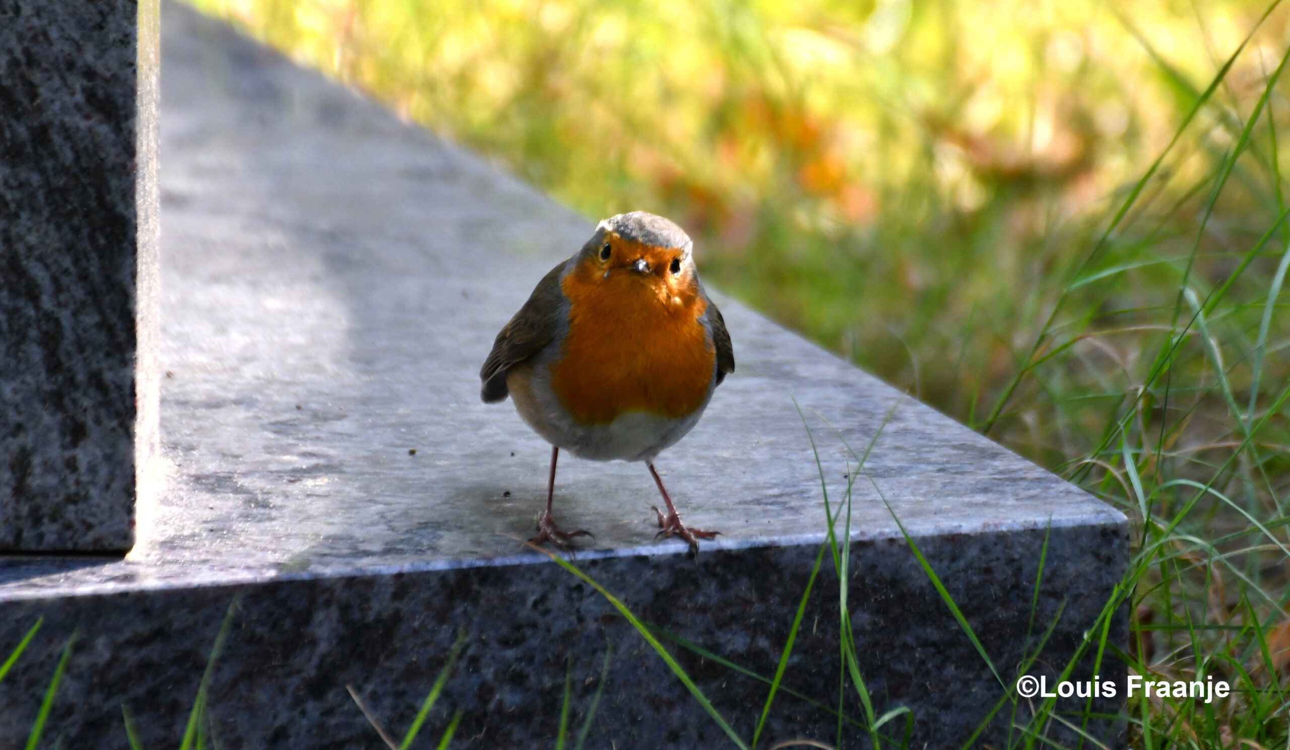 Nu nog dichterbij en dan oog in oog hem – Foto: ©Louis Fraanje