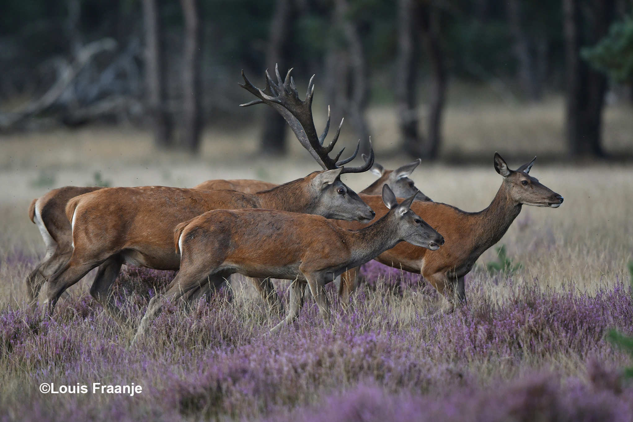 De zware jongen tussen zijn roedel dames(hindes) in het open veld - Foto: ©Louis Fraanje