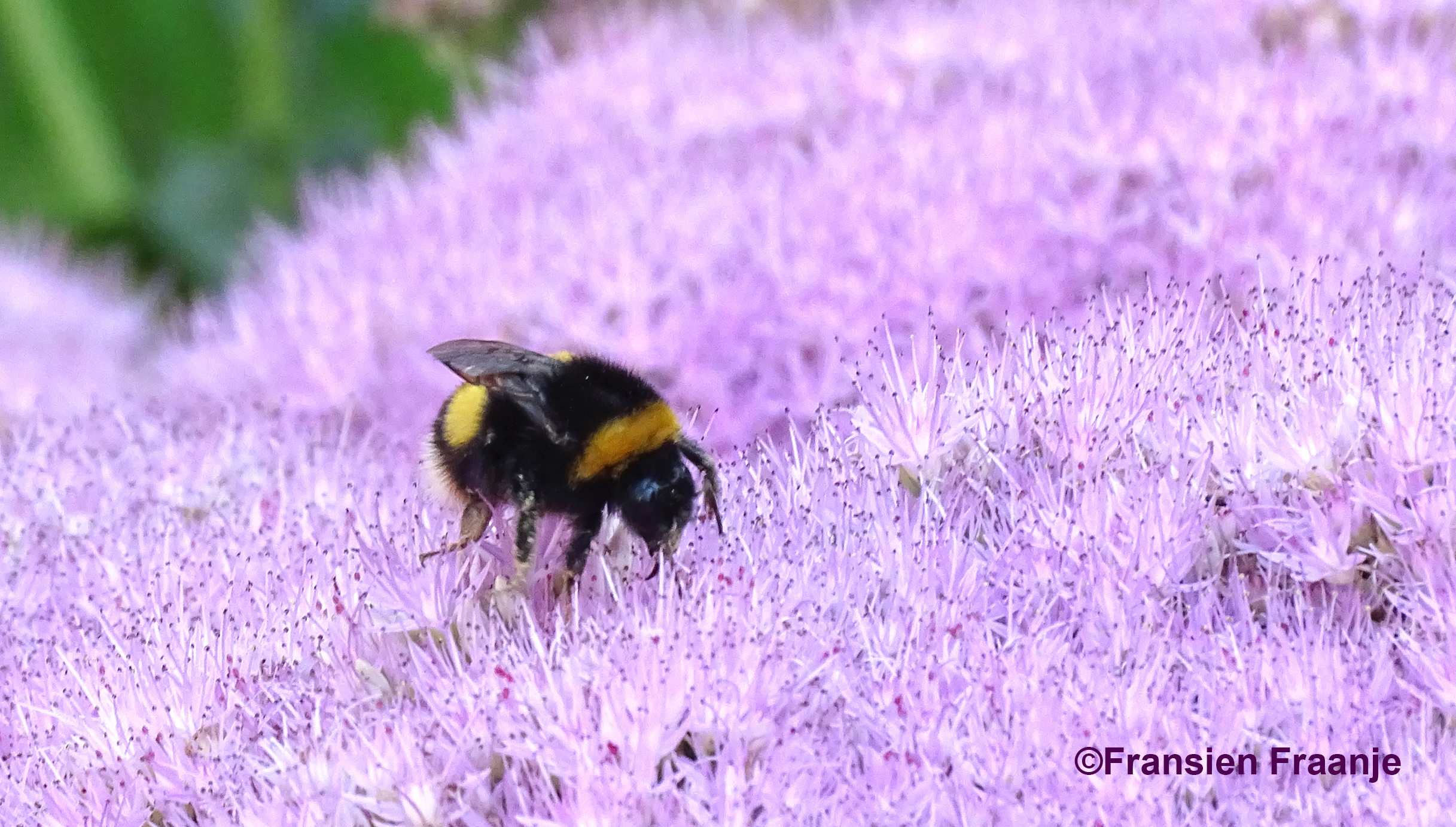 Tot slot kwam er ook nog even een hommel om het hoekje kijken - Foto: ©Fransien Fraanje