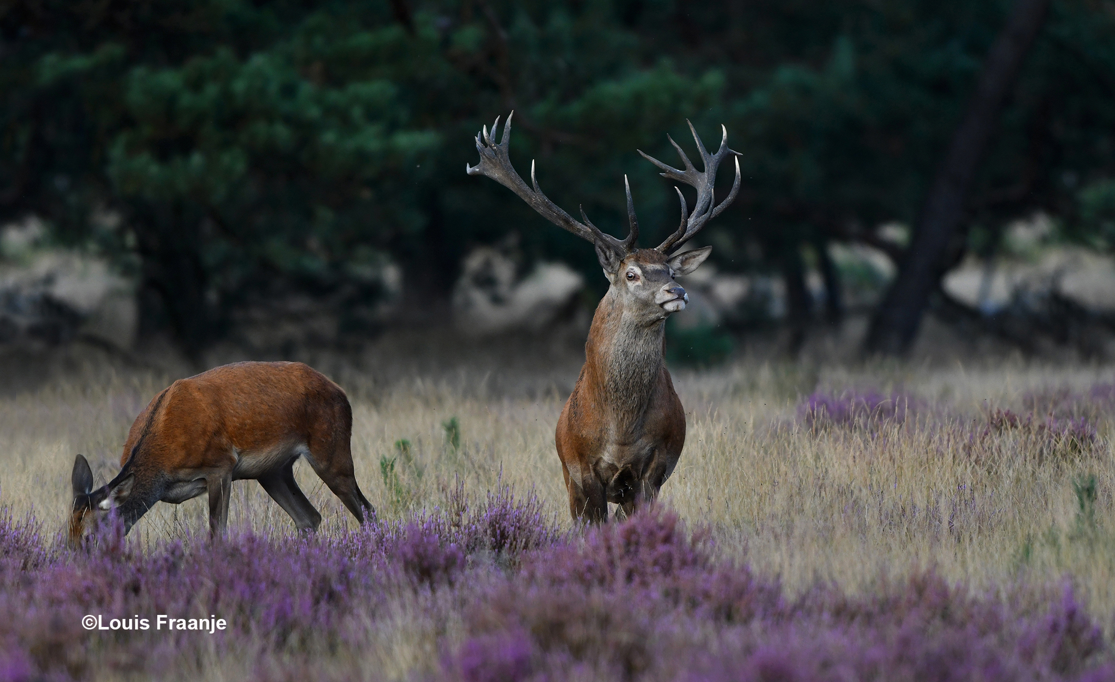 Vanachter de bloeiende heide houdt hij alles in de gaten - Foto: ©Louis Fraanje