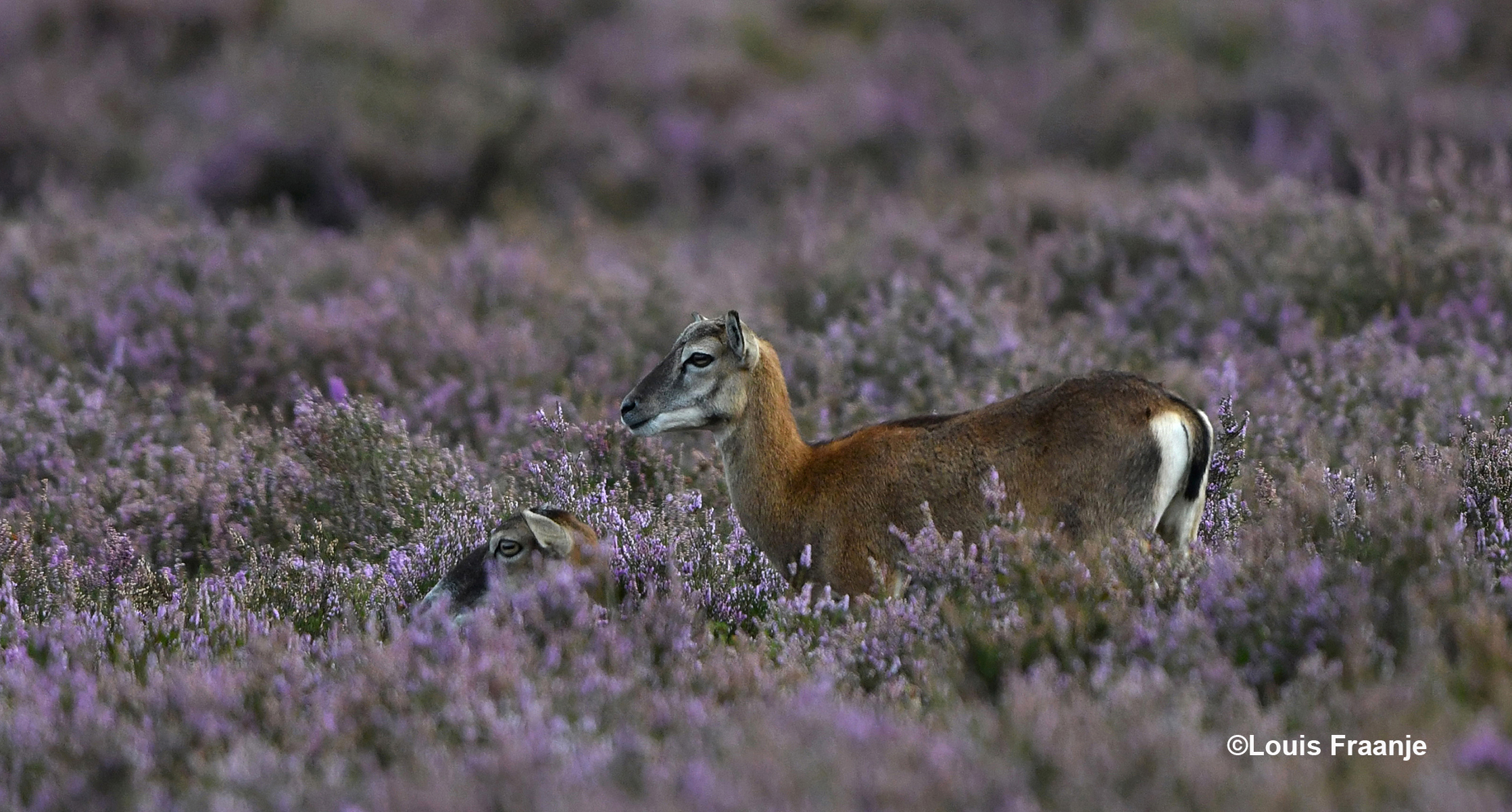 Samen op de uitkijk - Foto: ©Louis Fraanje