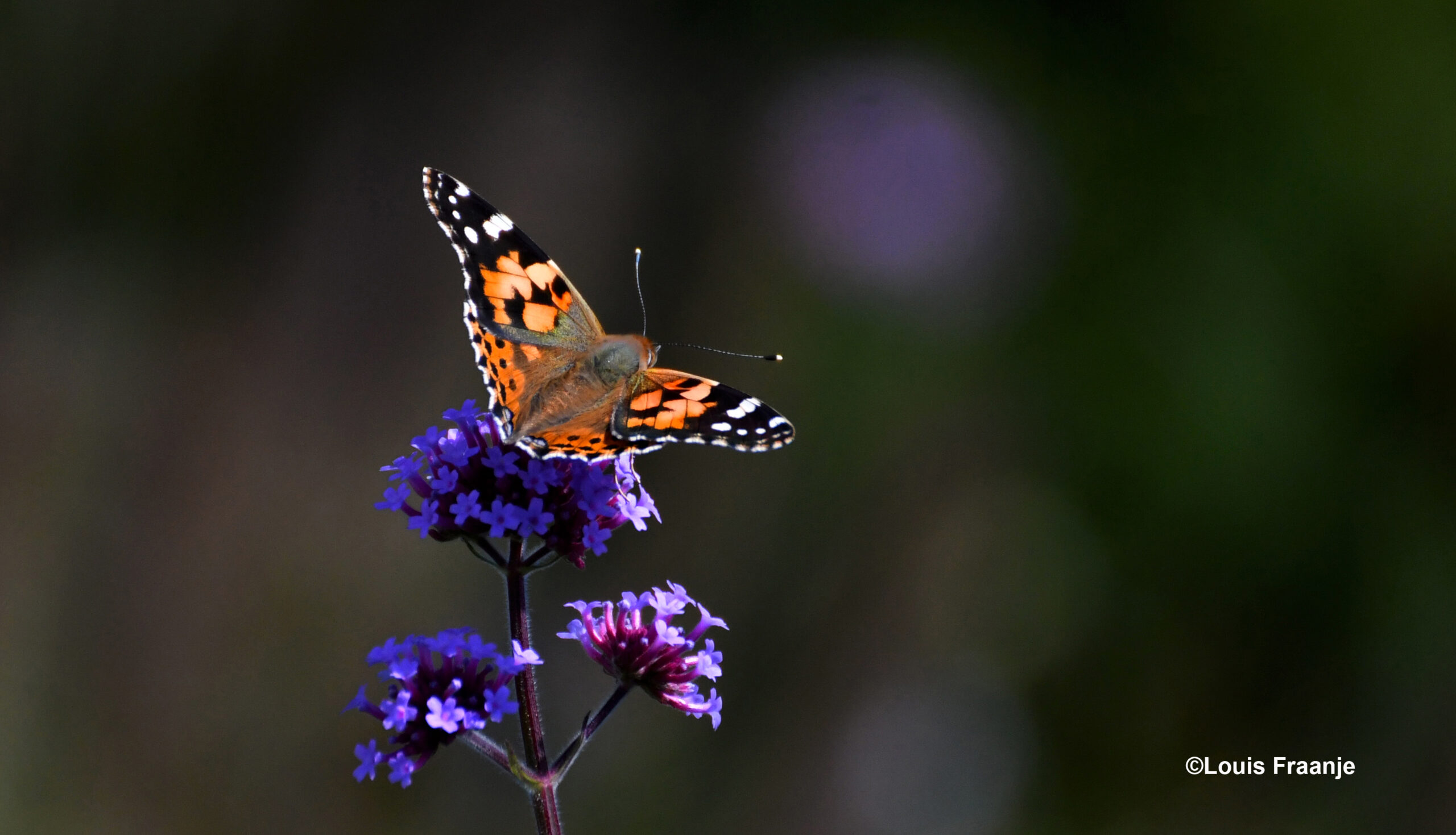 Wat een gefladder, maar uiteindelijk zit ze even stil op de bloem - Foto: ©Louis Fraanje