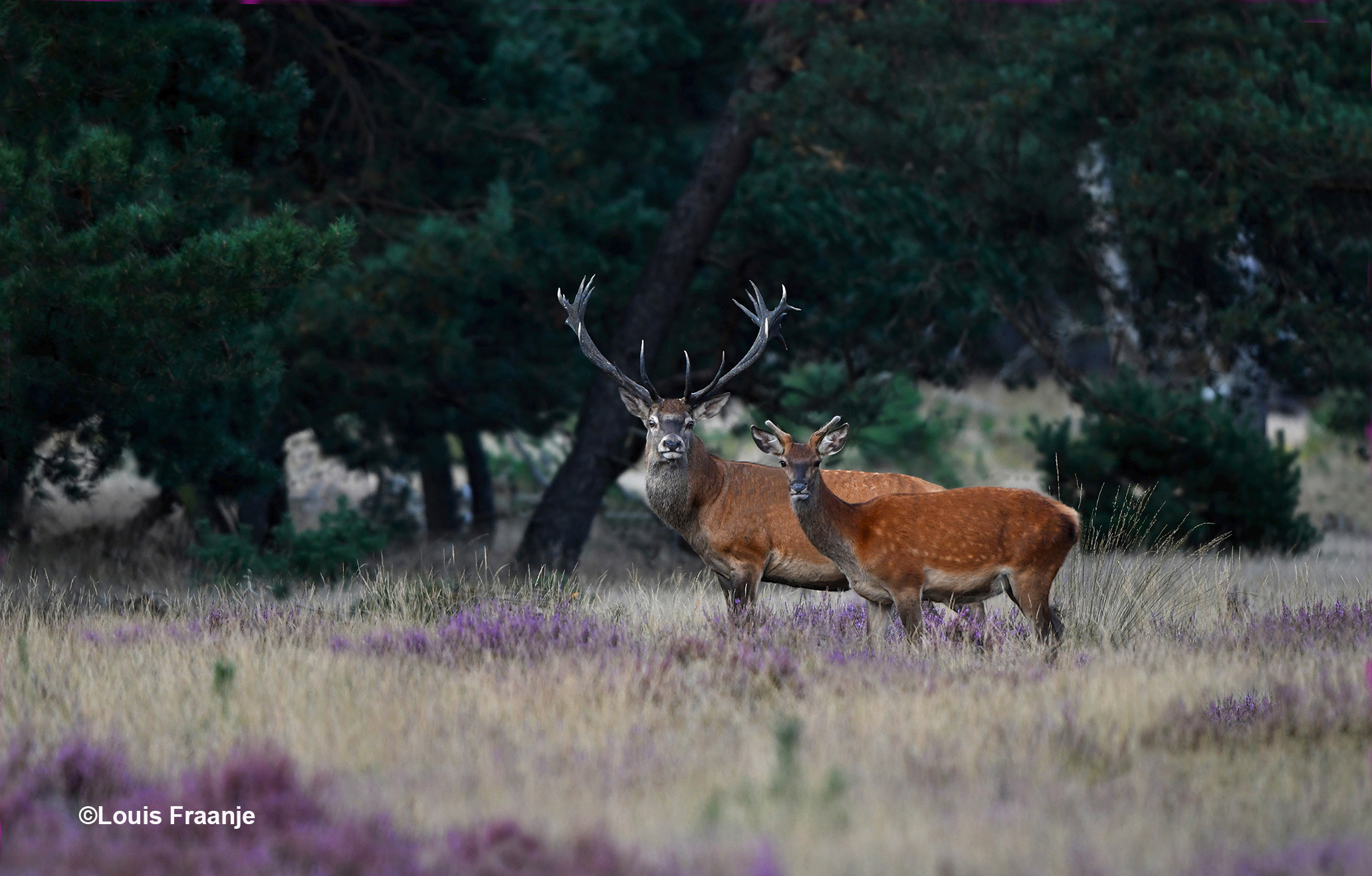 Groot en klein, gebroederlijk nasst elkaar - Foto: ©Louis Fraanje