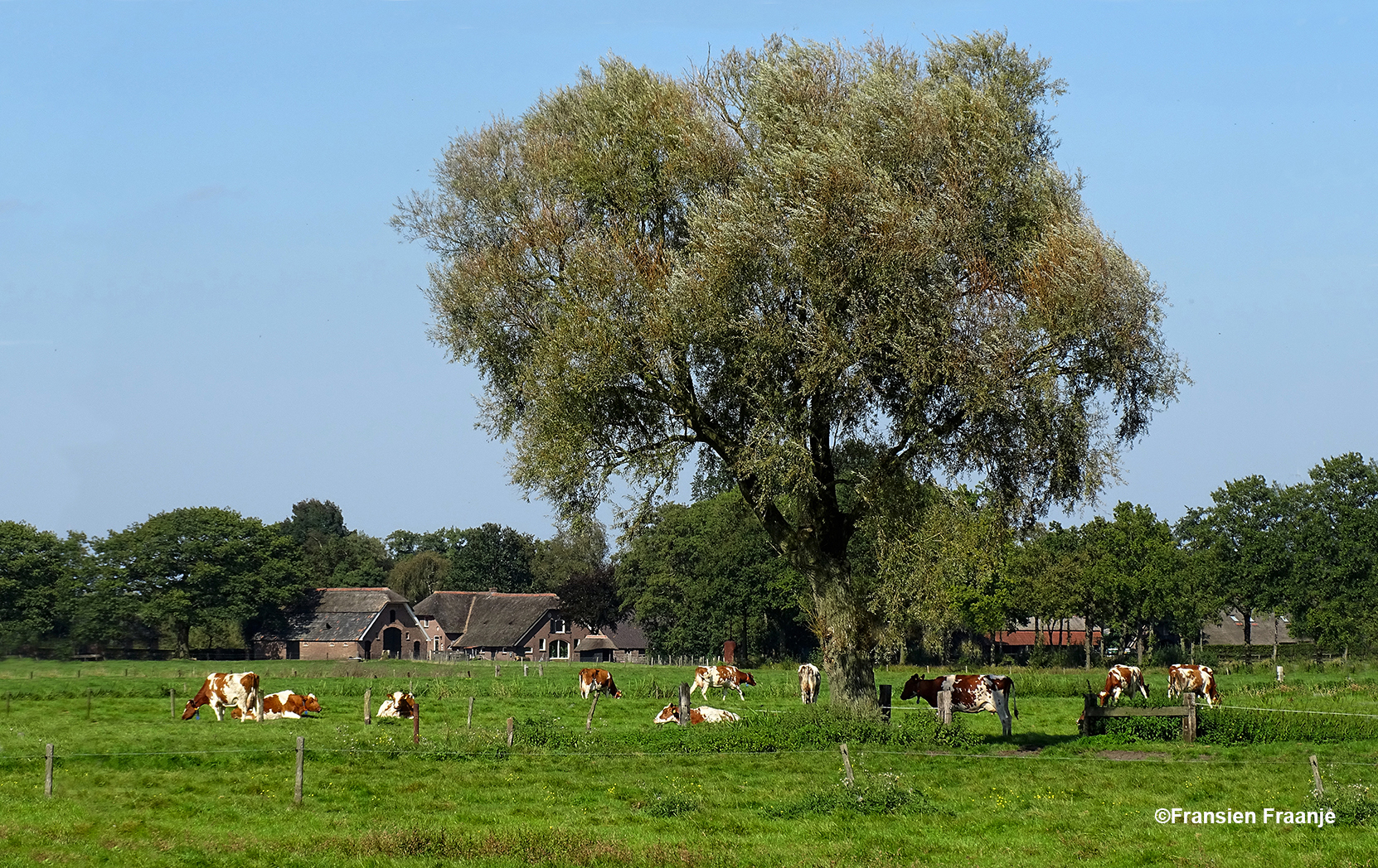 Het roodbonte vee in de wei en aan de horizon het boerenerf - Foto: ©Fransien Fraanje