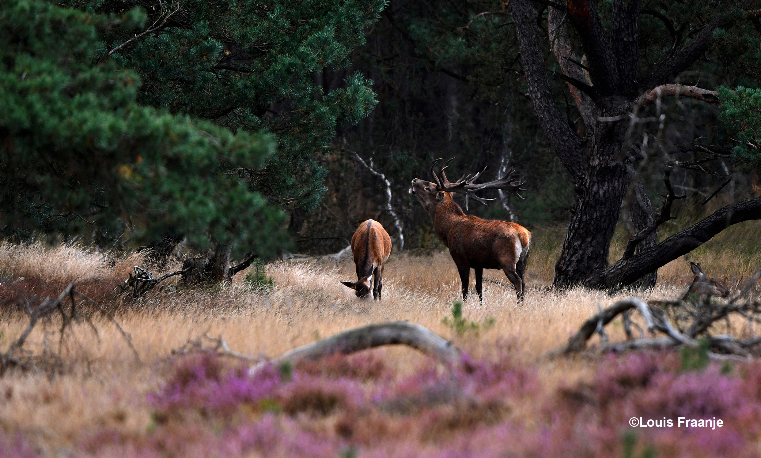 Tot hij ineens z’n kop achterover gooide en zijn oergeluid over de Veluwe liet daveren – Foto: ©Louis Fraanje