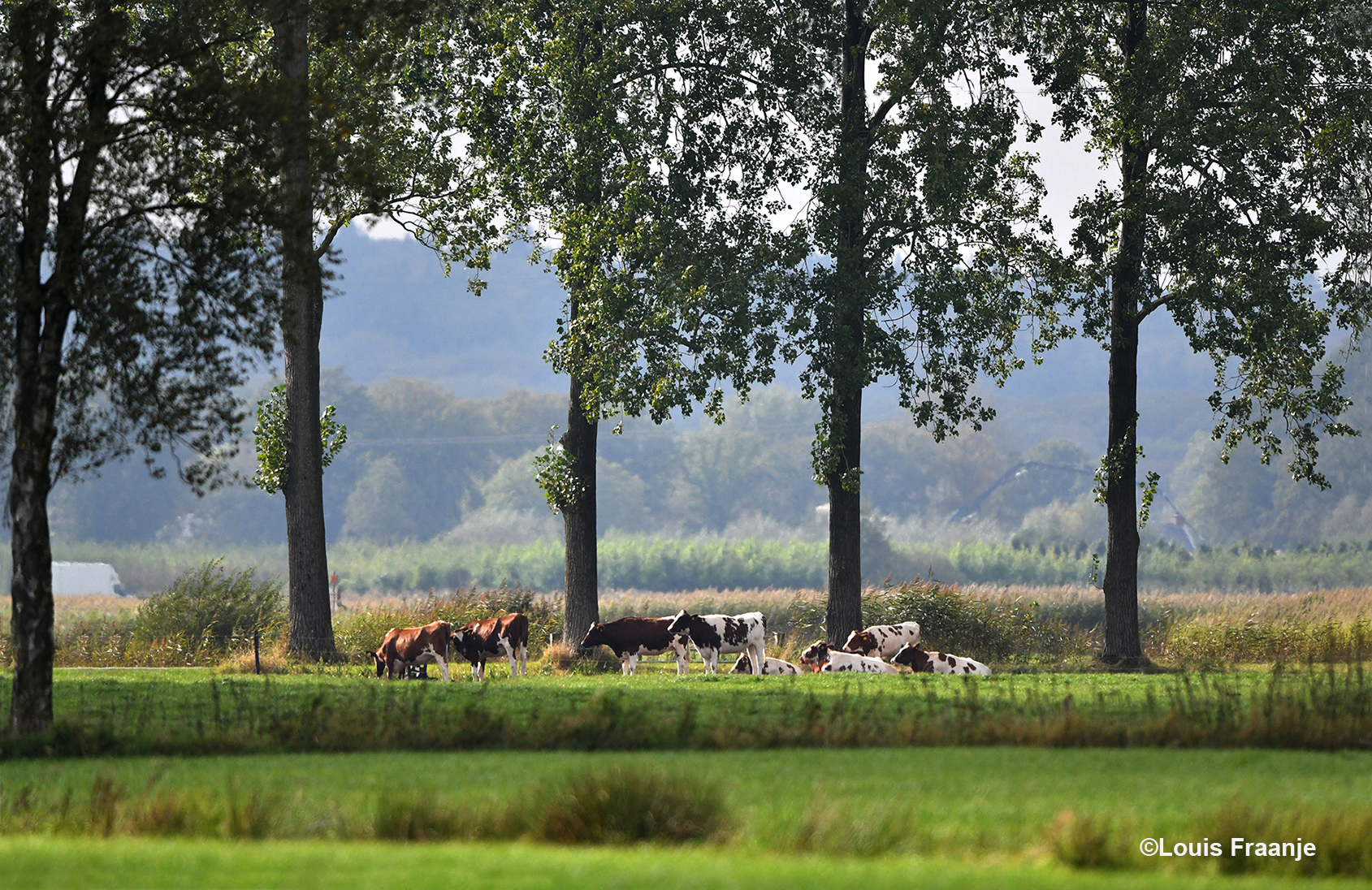 Toen de bewolking openbrak, stonden ze - letterlijk en figuurlijk - in het zonnetje! - Foto: ©Louis Fraanje