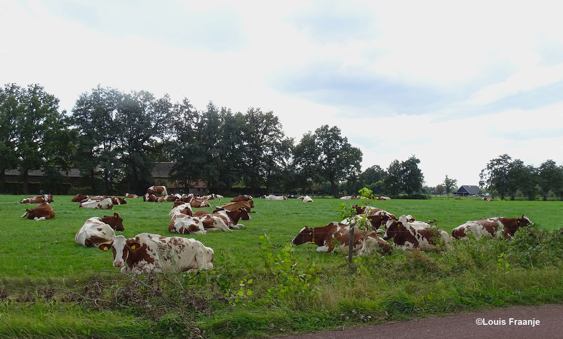 Een aantal roodbonte koeien, heerlijk rustig in het weiland op hun gemak te herkauwen - Foto: ©Louis Fraanje